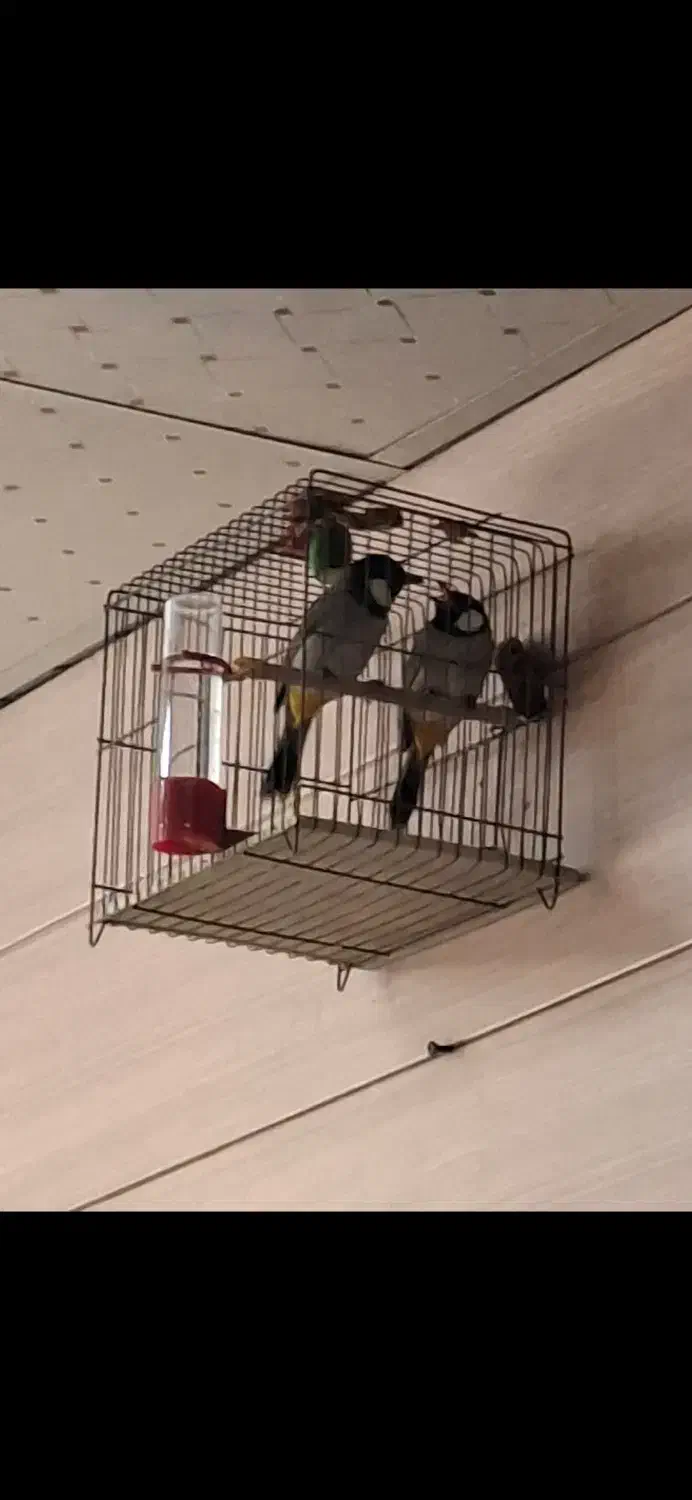 سهره خرمای قفسی|پرنده|اصفهان, بوستان ناژوان|دیوار