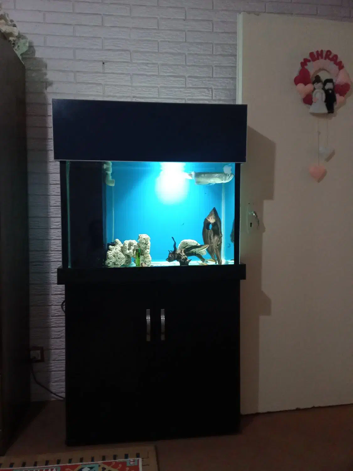 آکواریوم سامپ دار آبشور|ماهی|رباط‌کریم, شهرک والفجر|دیوار