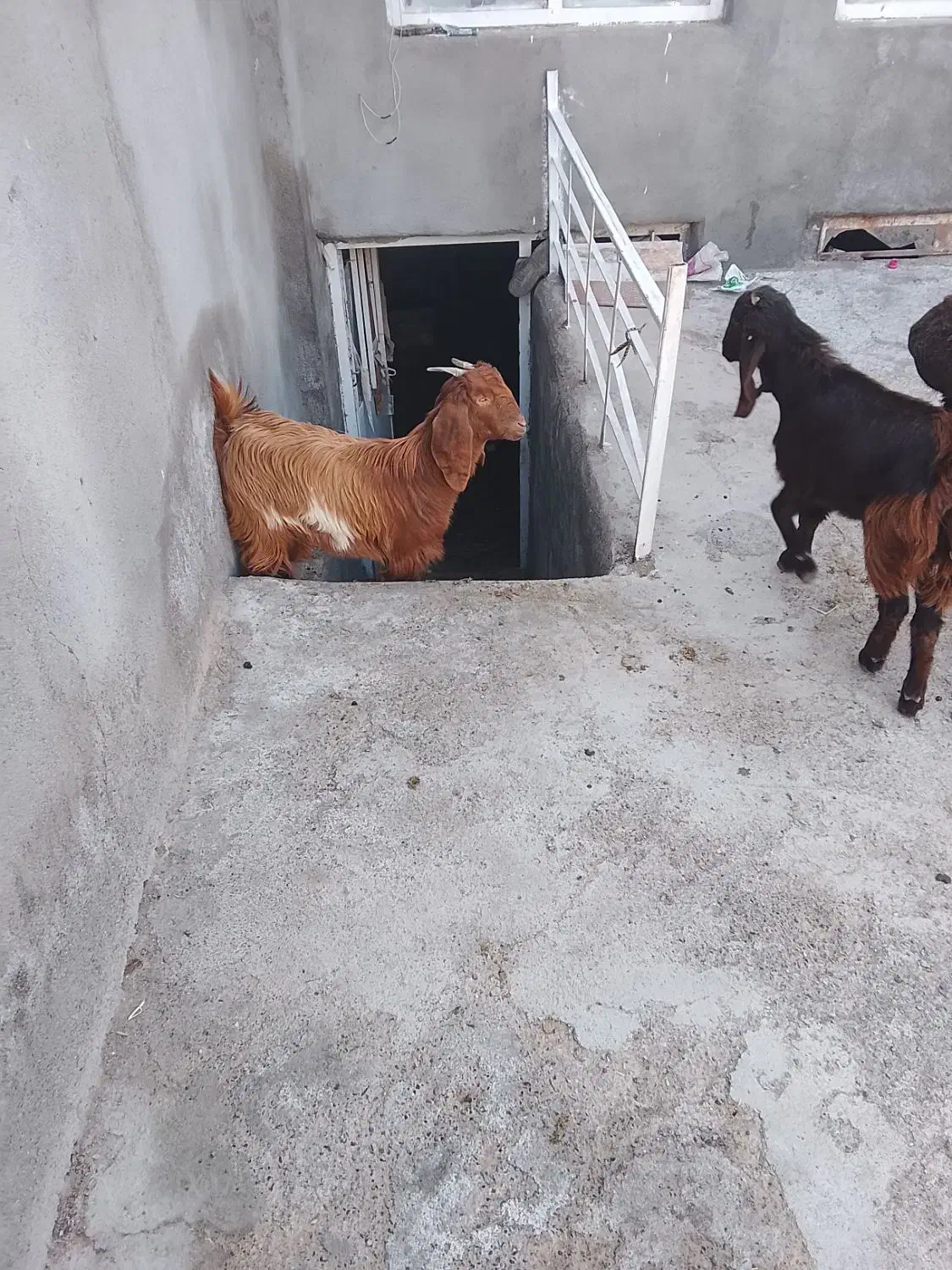 بزغاله|حیوانات مزرعه|تربت جام, میان جام|دیوار