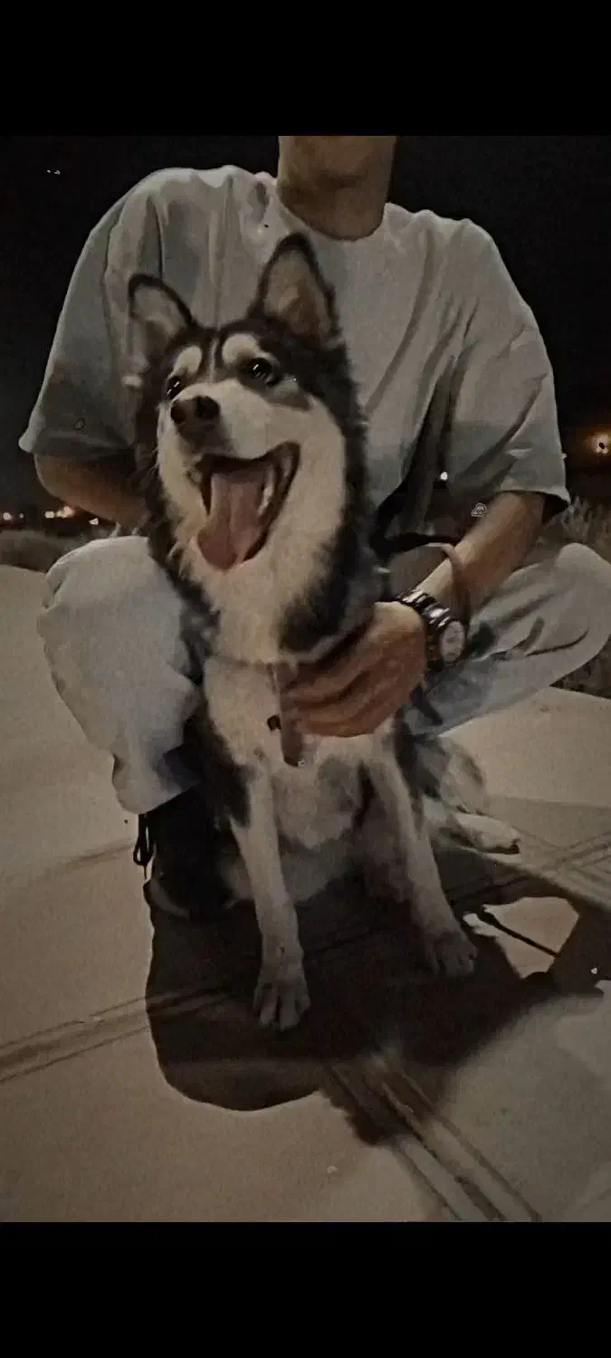 هاسکی|سگ|مبارکه, |دیوار