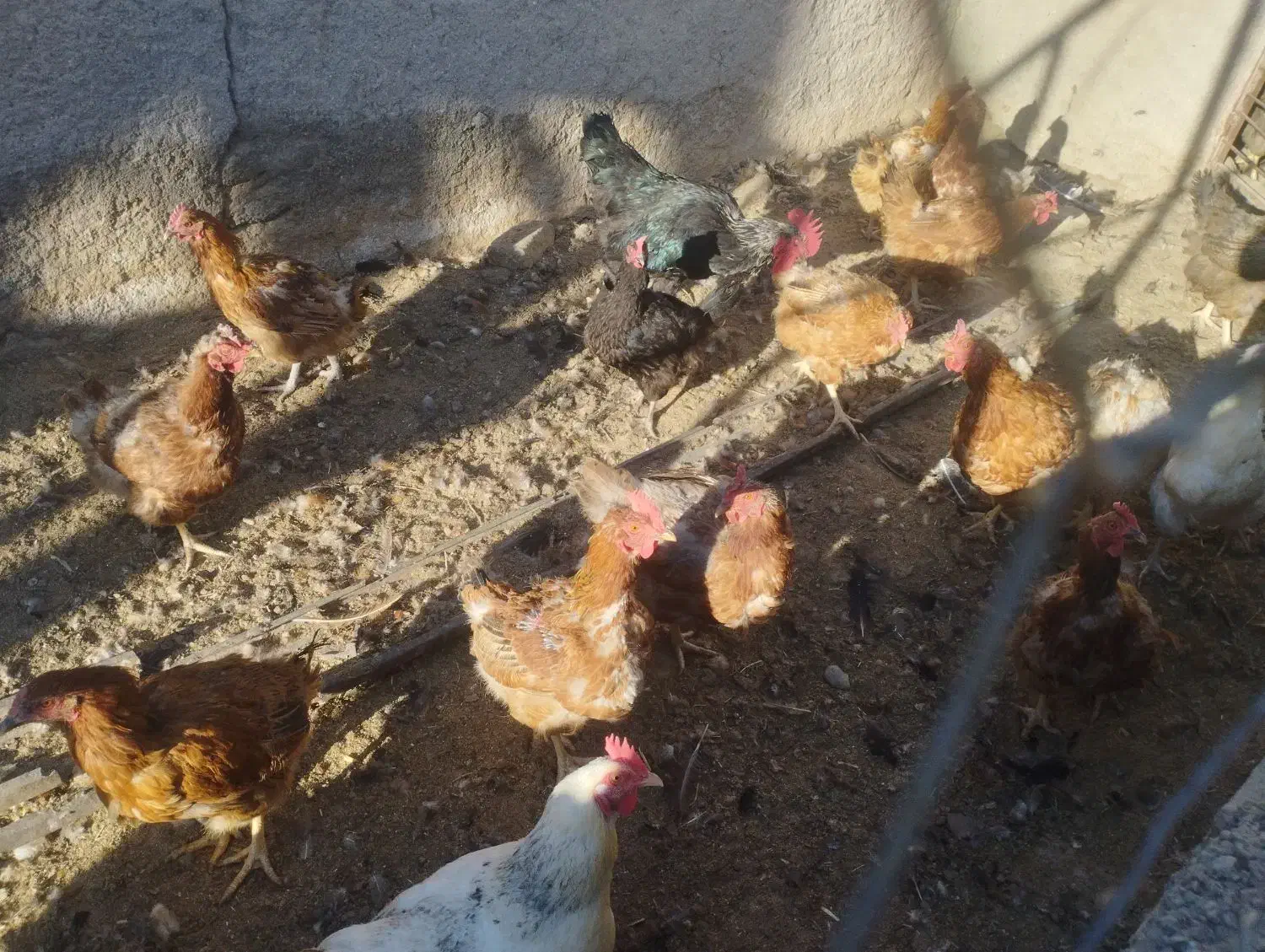 مرغ محلی|حیوانات مزرعه|قوچان, |دیوار