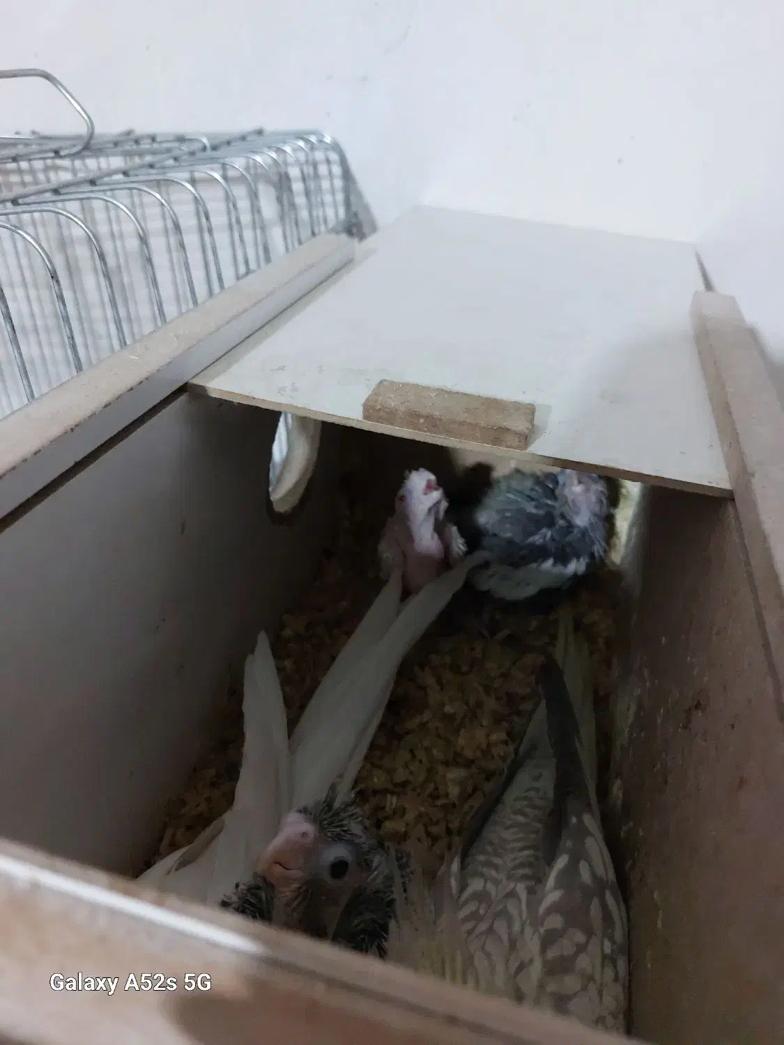 عروس هلندی جفتی همراه با قفس وجوجه|پرنده|الوند, |دیوار