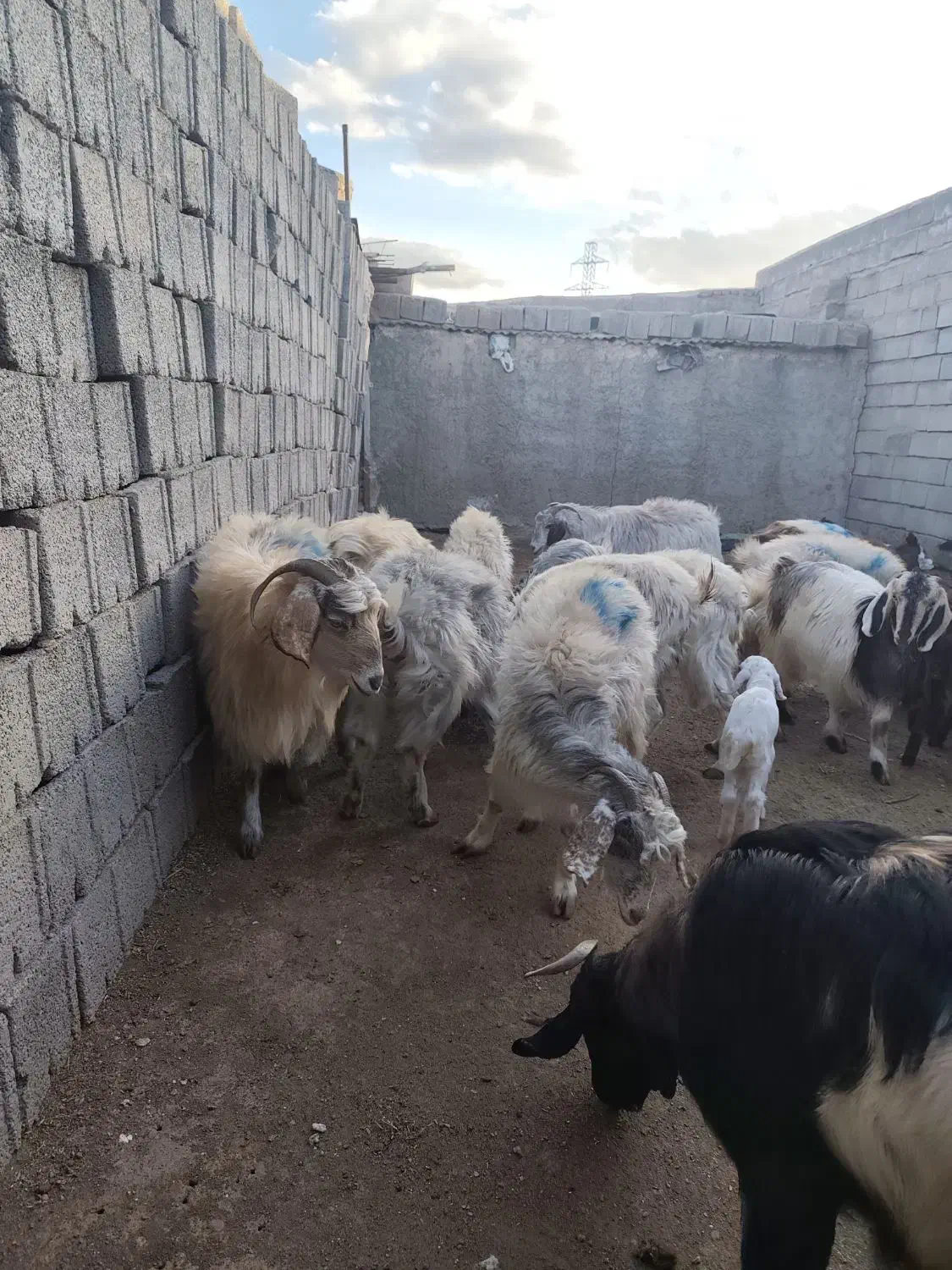 بز گوسفند|حیوانات مزرعه|کرمان, |دیوار