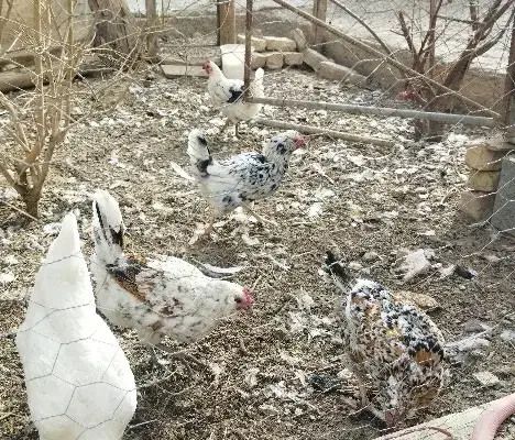 مرغ بومی.گلین|حیوانات مزرعه|جرقویه, |دیوار