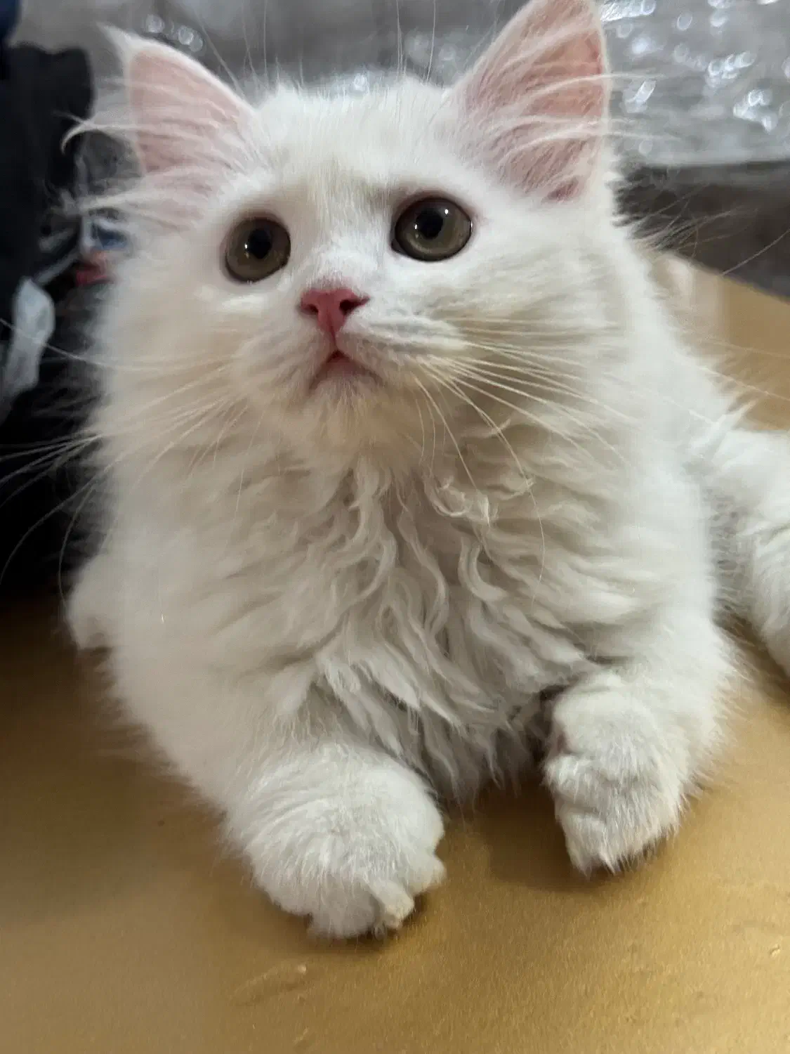 گربه پرشین|گربه|ارومیه, |دیوار