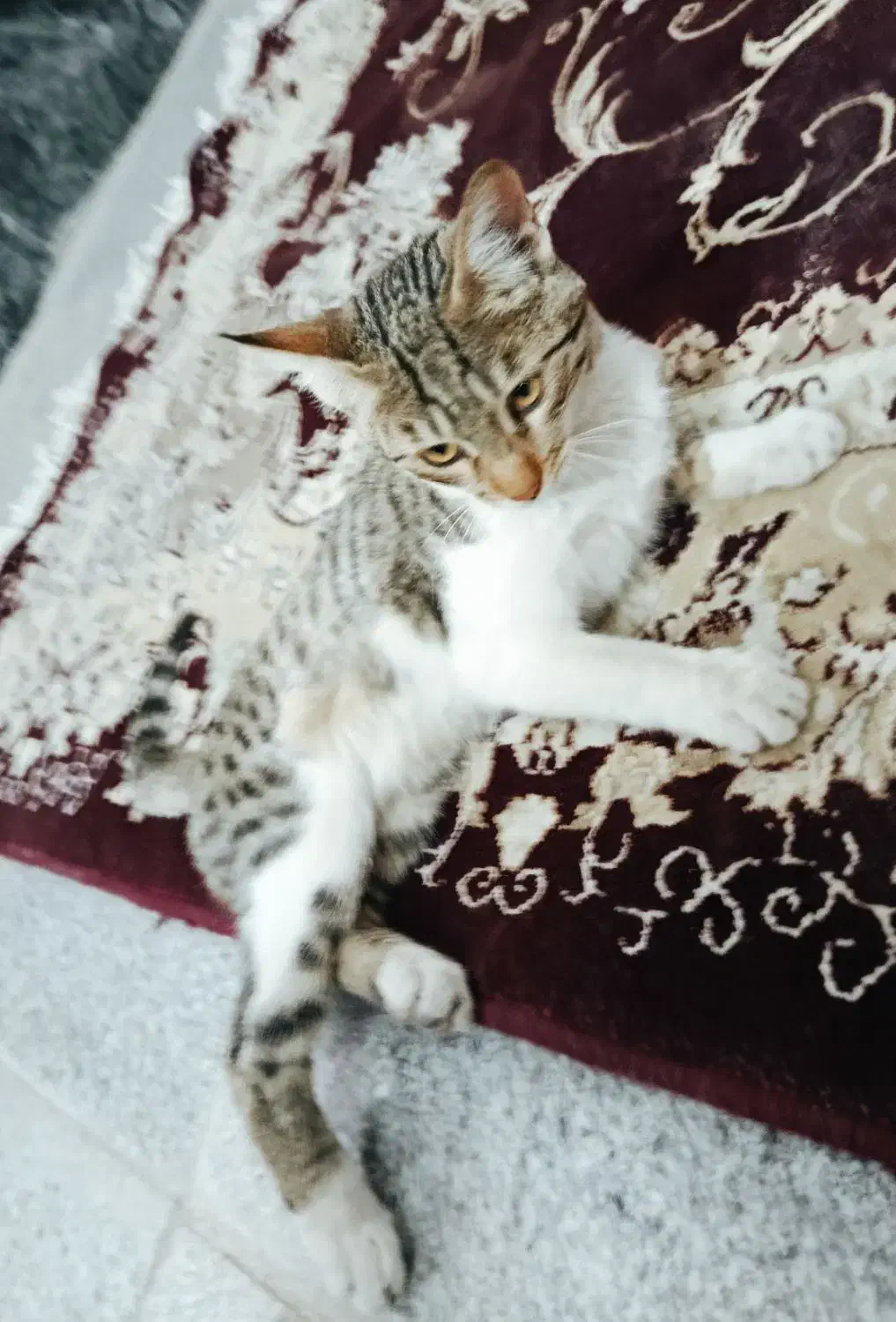 گربه خانگی بدلیل جاذبه جای پنداشتن جا فروشی|گربه|خواف, |دیوار