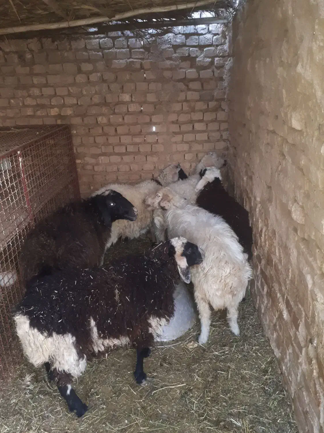 بره و تغل|حیوانات مزرعه|اردکان, |دیوار