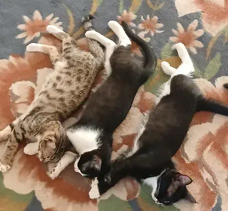 گربه|گربه|سراب, |دیوار