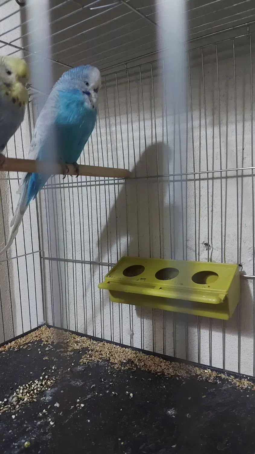 مرغ عشق انگلیسی مولد|پرنده|آمل, |دیوار