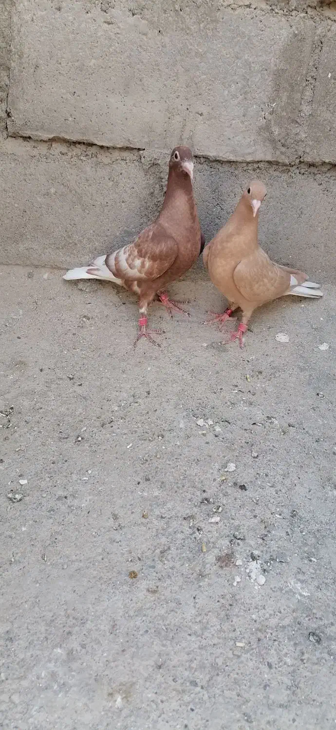 کارل میوملز کاکلی دم سفید عتیقه|پرنده|مه ولات, |دیوار