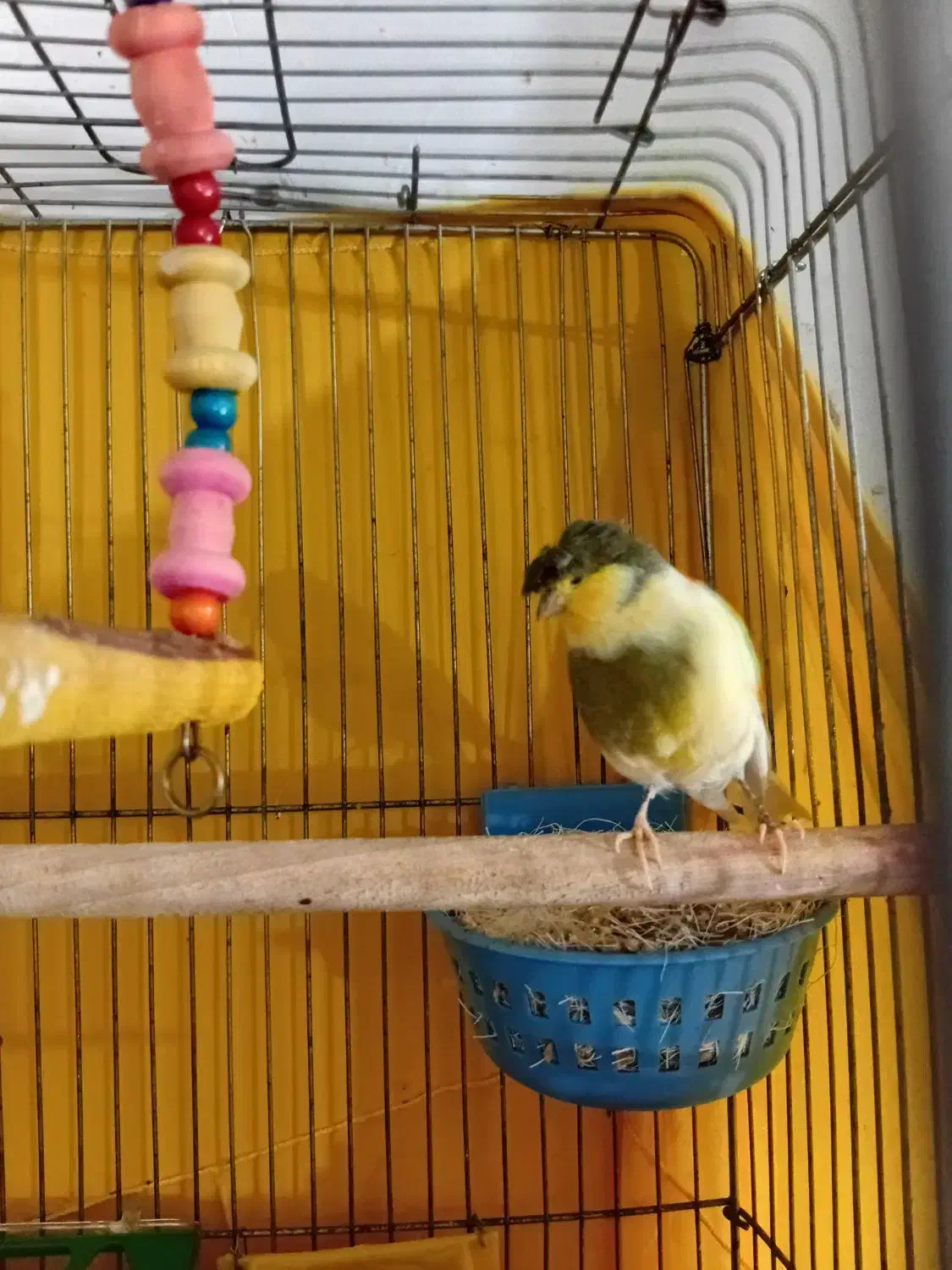 قناری نر گلدستر|پرنده|هشتگرد, سیف آباد|دیوار