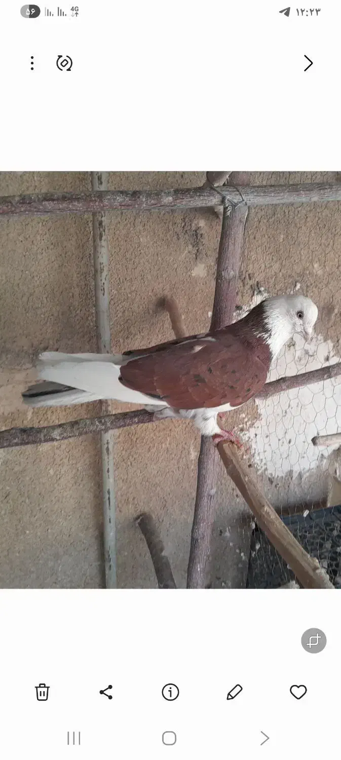 کبوترهماسرور|پرنده|کهریزک, |دیوار