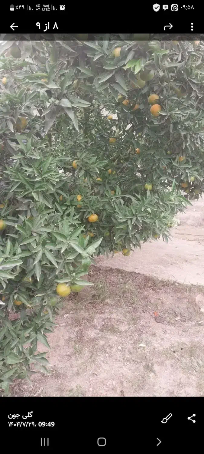 نارنگی کلمانتین|خوردنی و آشامیدنی|سورک, |دیوار