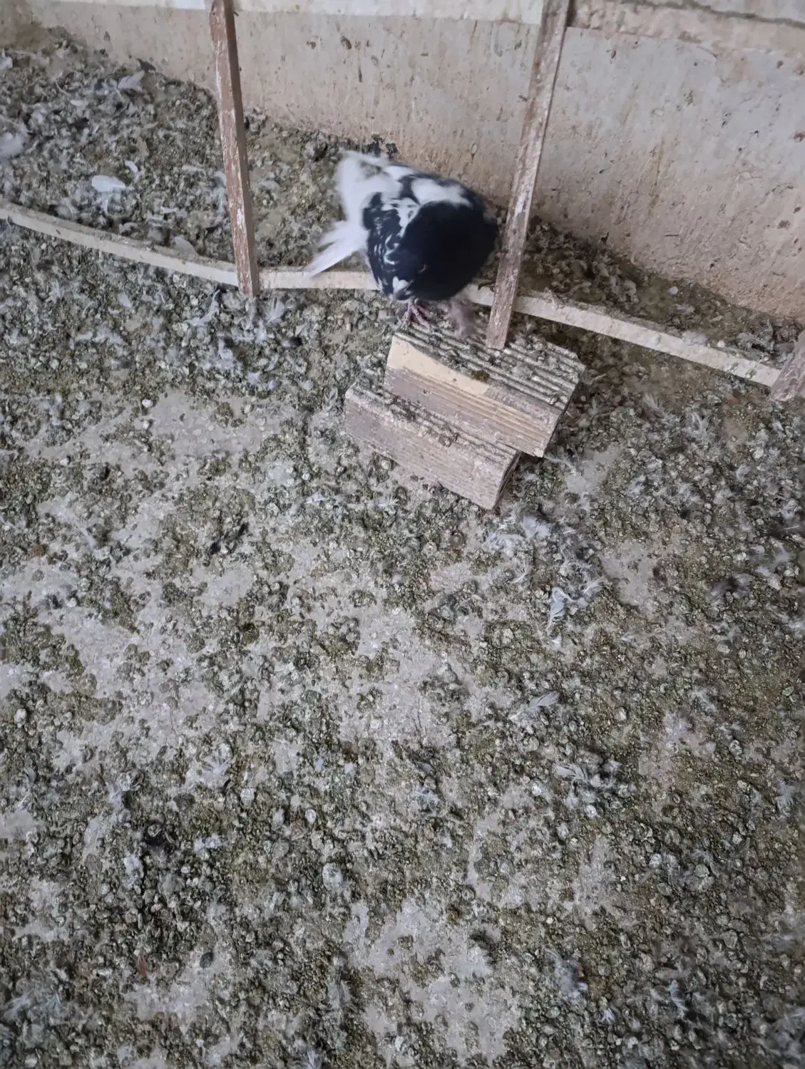 کله سیاه نر|پرنده|قزوین, |دیوار