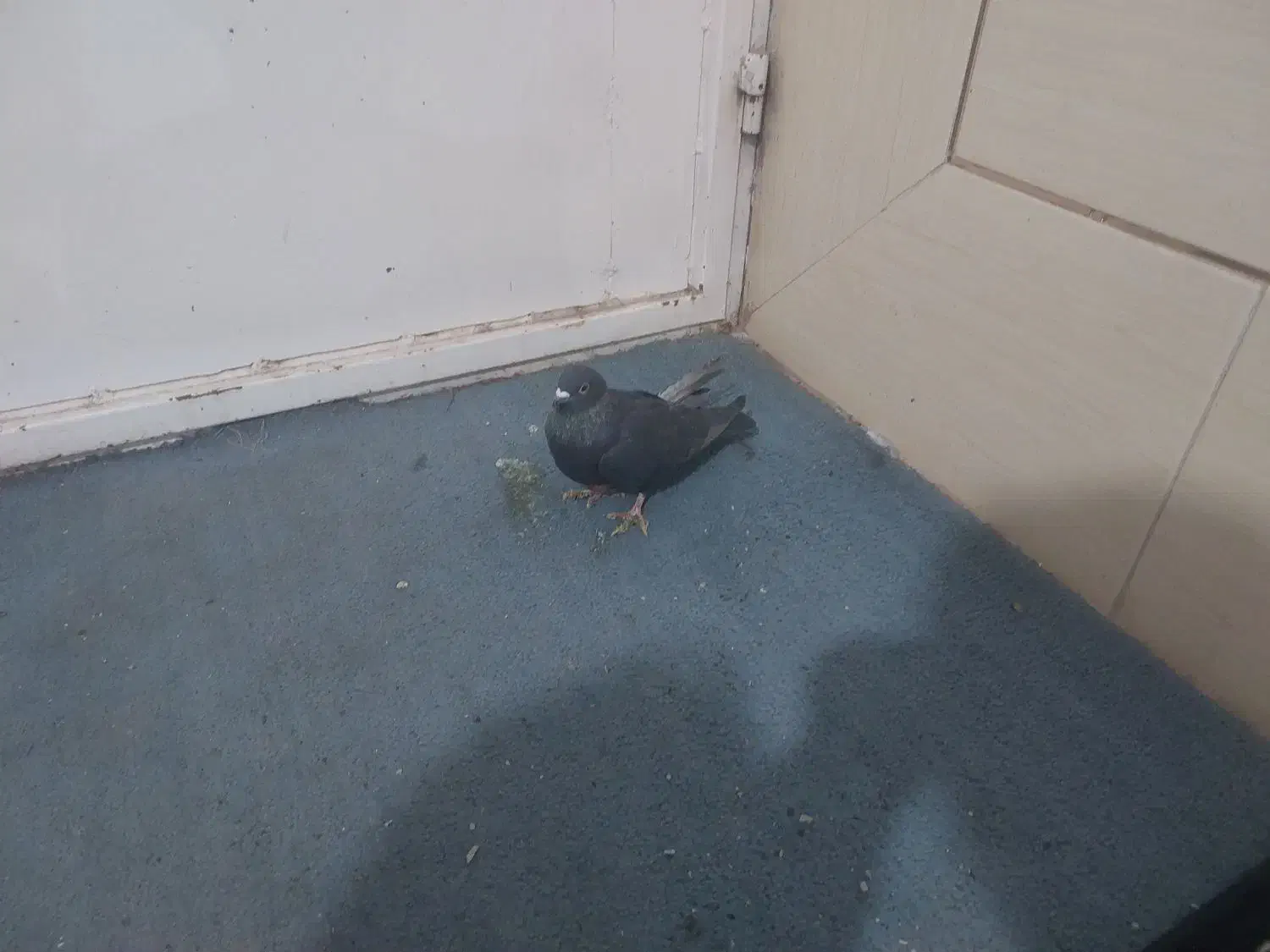 کبوتر|پرنده|رفسنجان, |دیوار