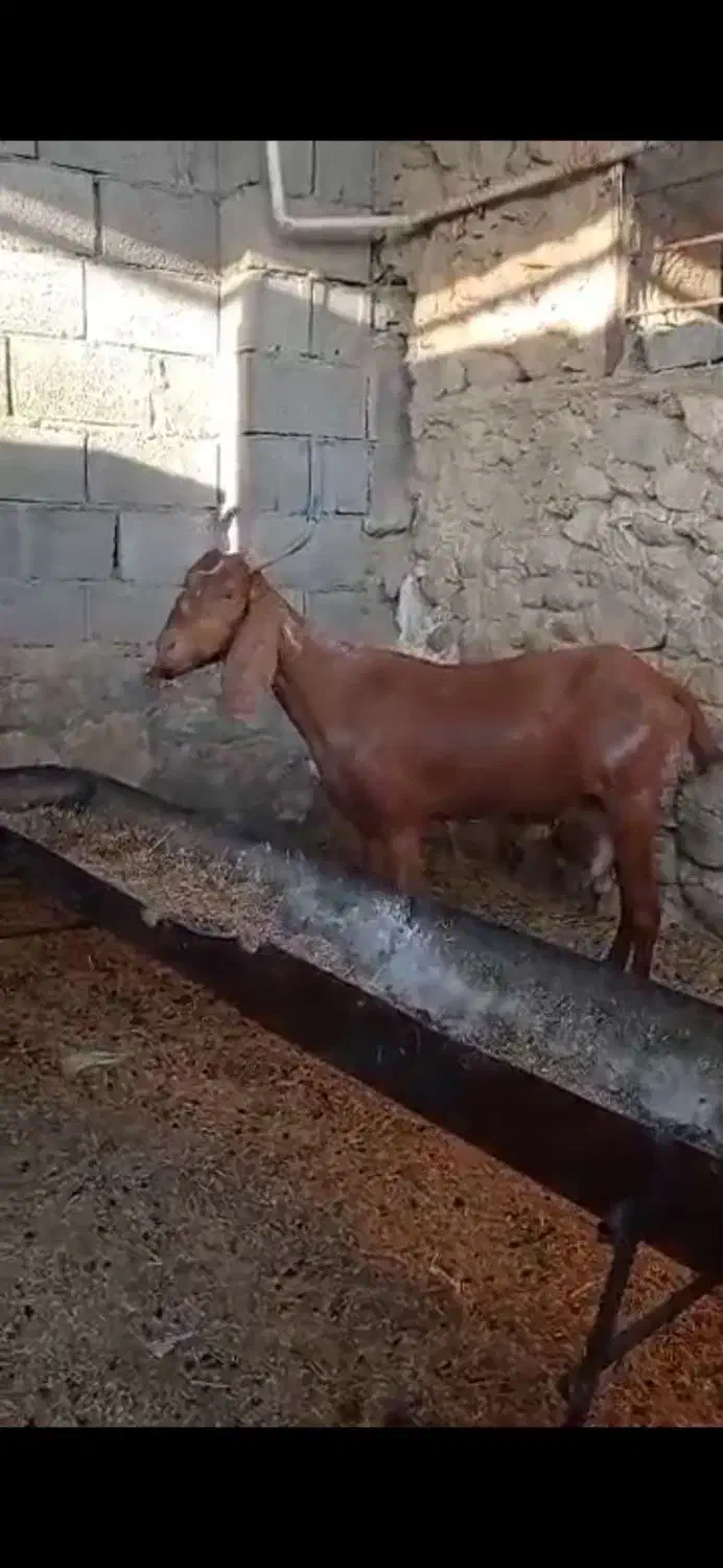 بز داشتی|حیوانات مزرعه|خورموج, |دیوار