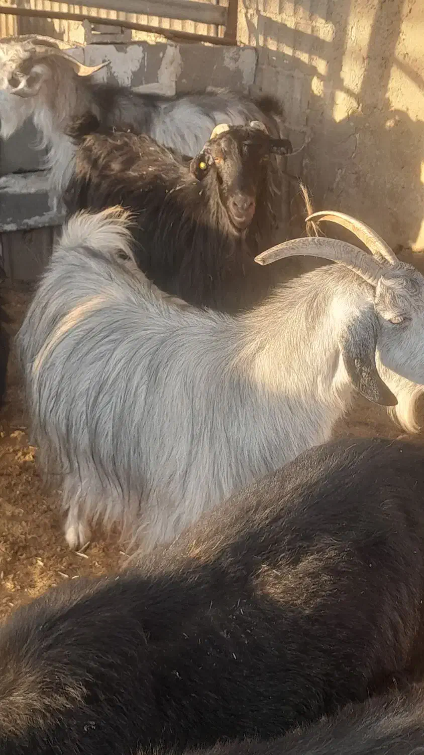 بز سرمایه جوان ومیش سرمایه جوان|حیوانات مزرعه|مرودشت, ده بید|دیوار