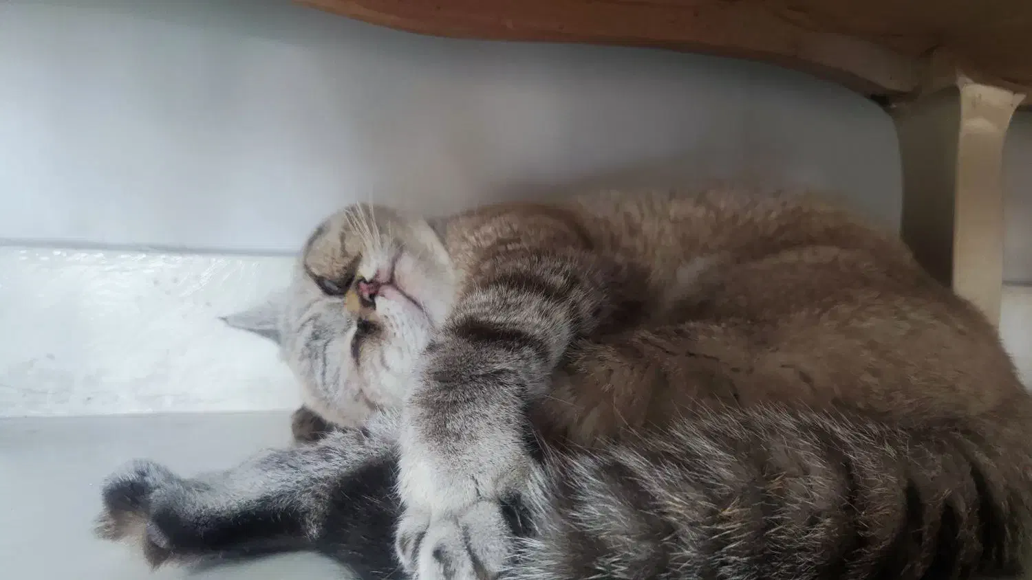 بریتیش نر دو ساله|گربه|مشهد, آزادشهر|دیوار