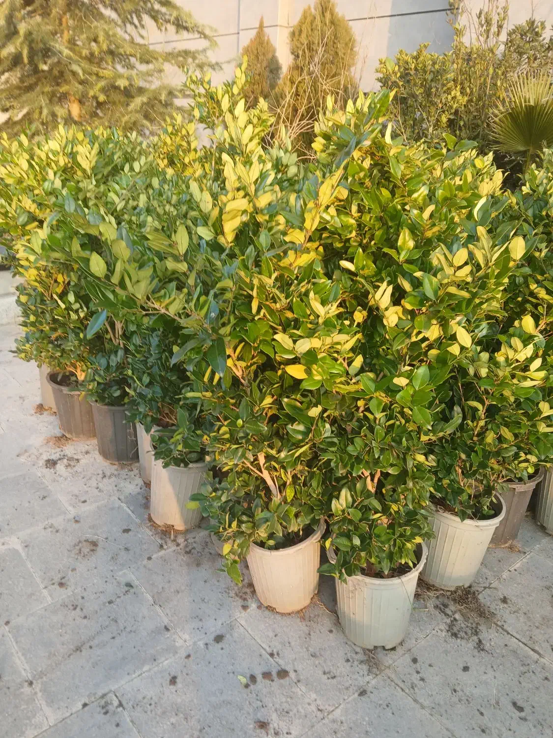 باغبانی|خدمات باغبانی و درختکاری|تهران, زیبادشت|دیوار