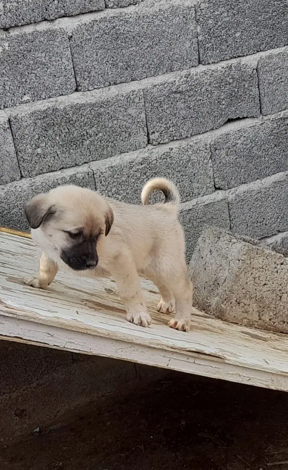 واگذاری چهارعدد توله سگ ماده|سگ|عجب شیر, |دیوار