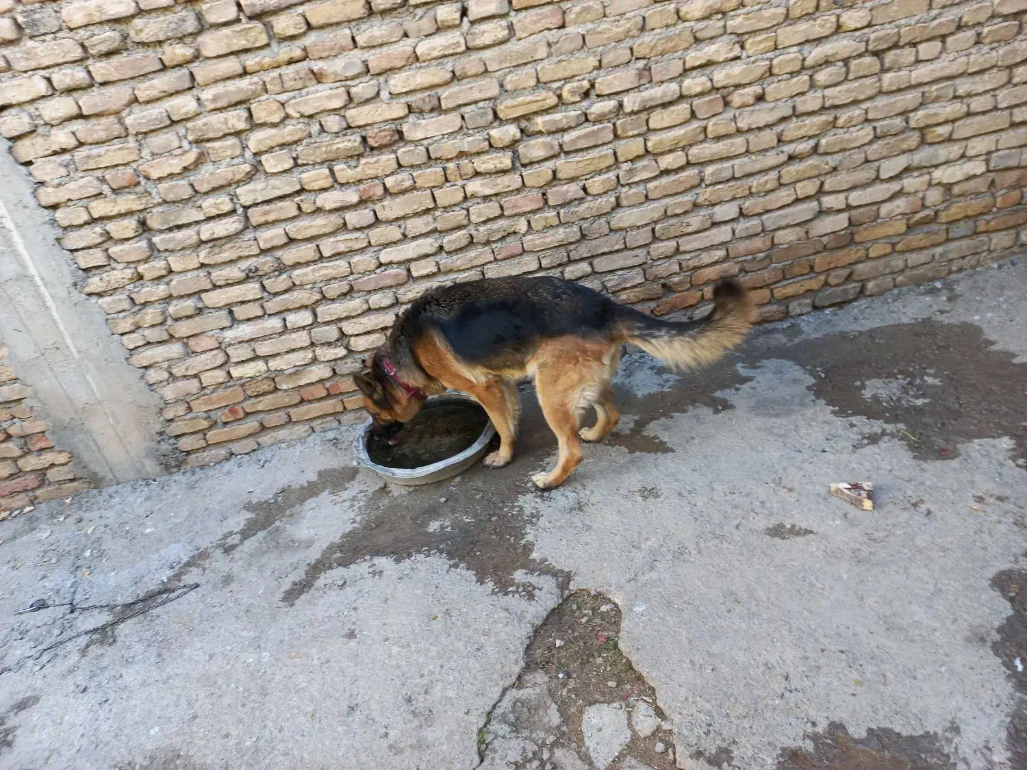 ژرمن ماده|سگ|شهرکرد, |دیوار