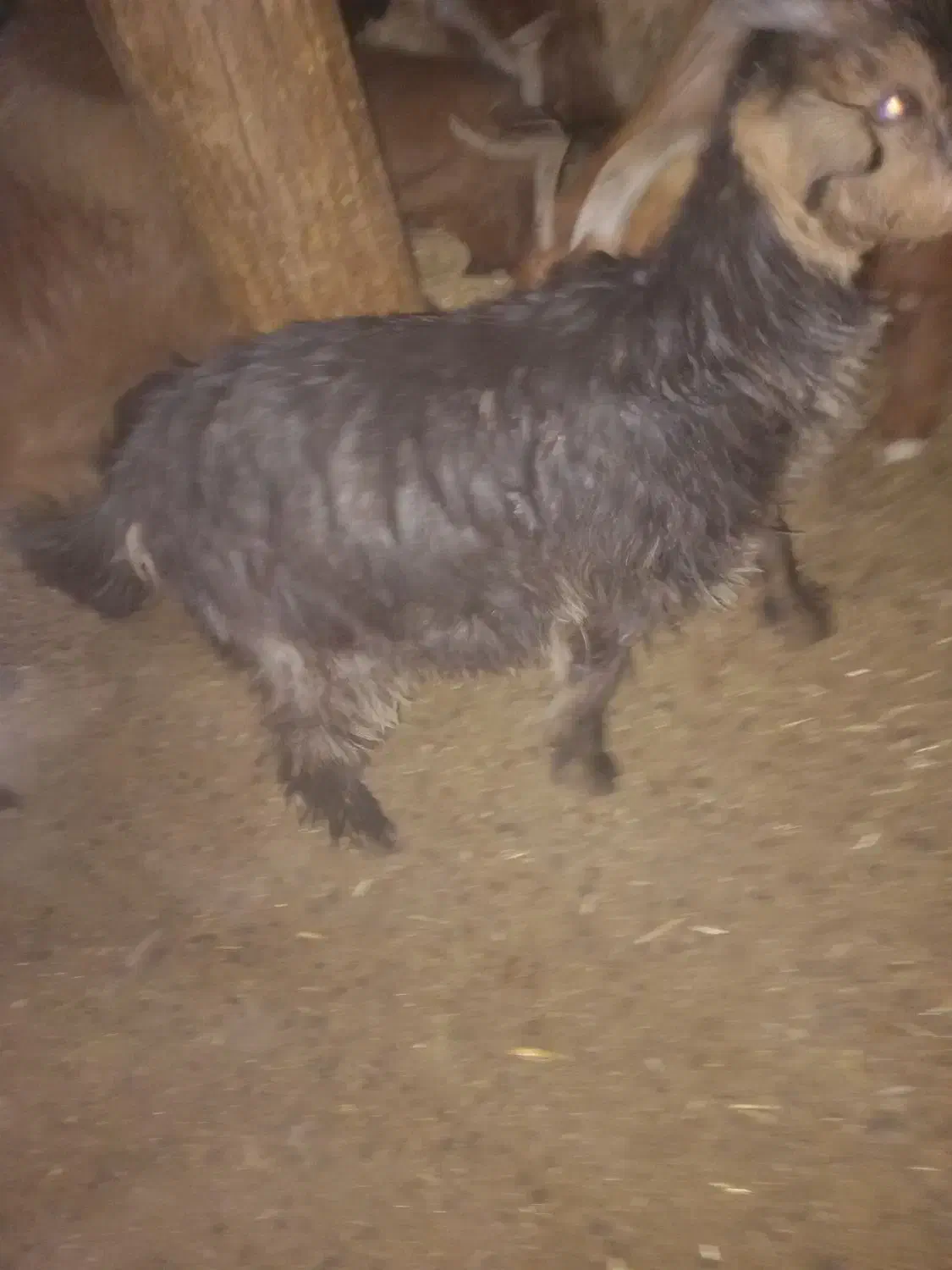 ۲ عدد کهره برا فروش|حیوانات مزرعه|سیسخت, |دیوار