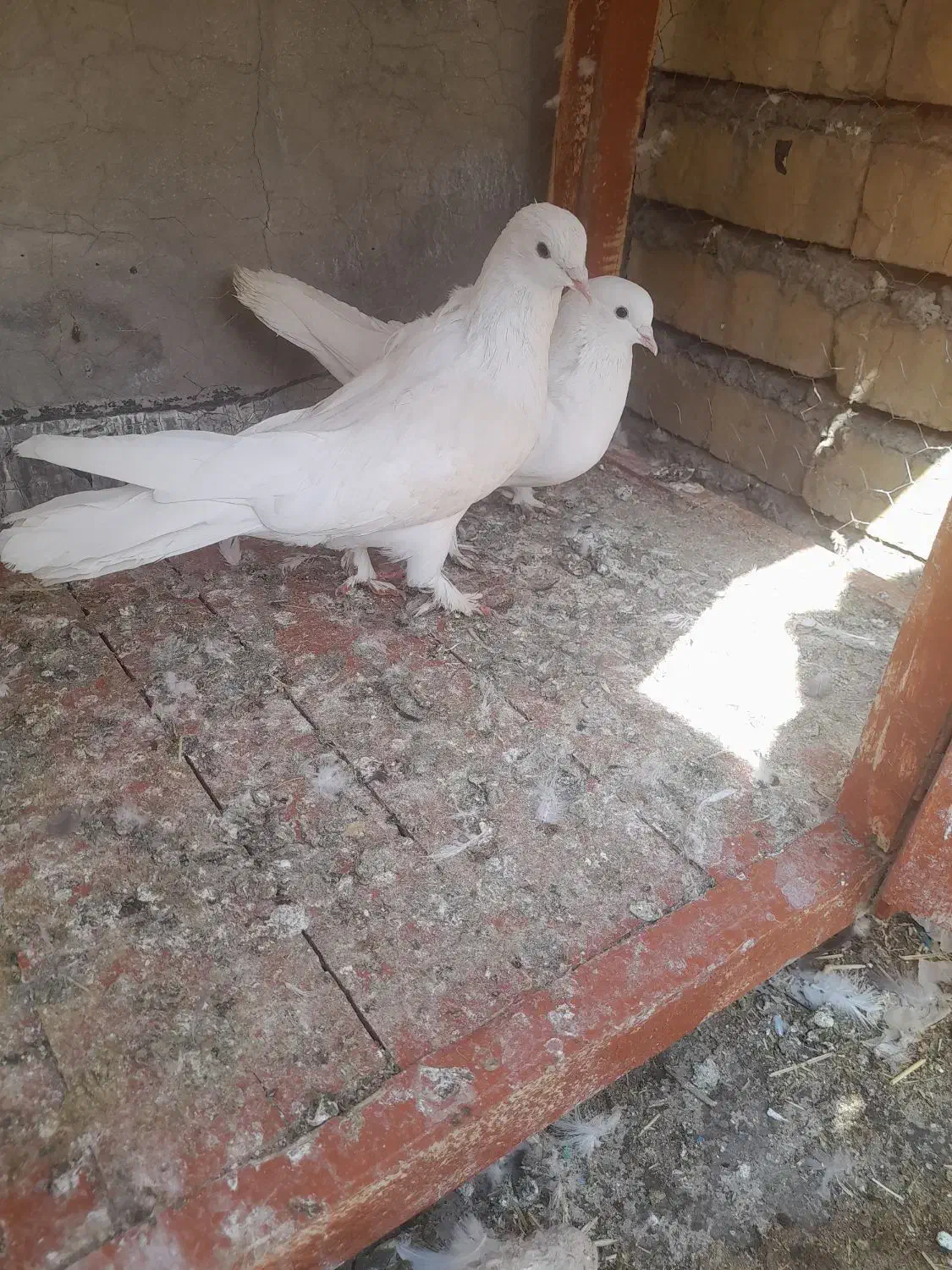 کبوتر  سفید پر|پرنده|شهرکرد, |دیوار