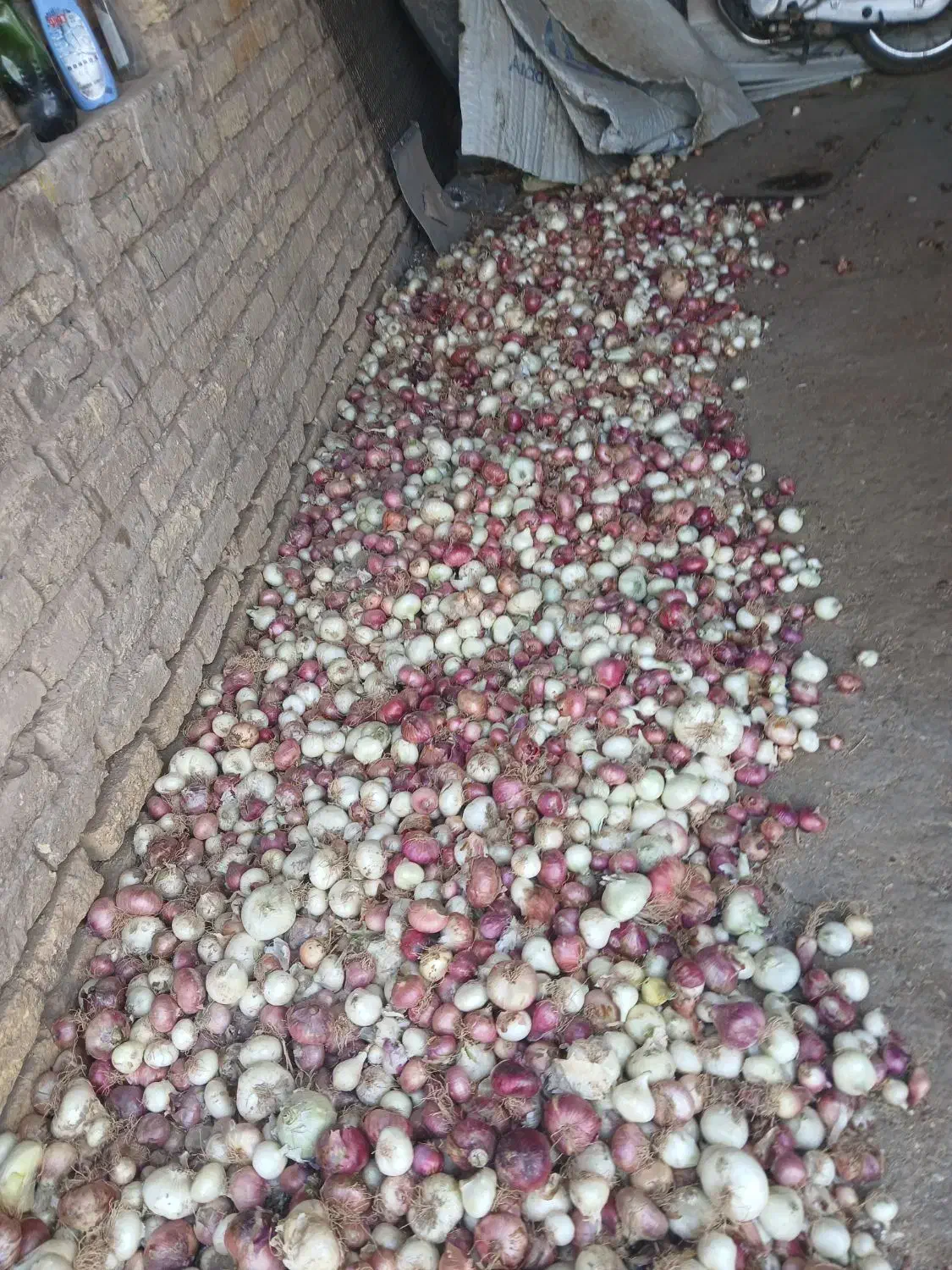 پیاز دهاتی|خوردنی و آشامیدنی|آشتیان, |دیوار