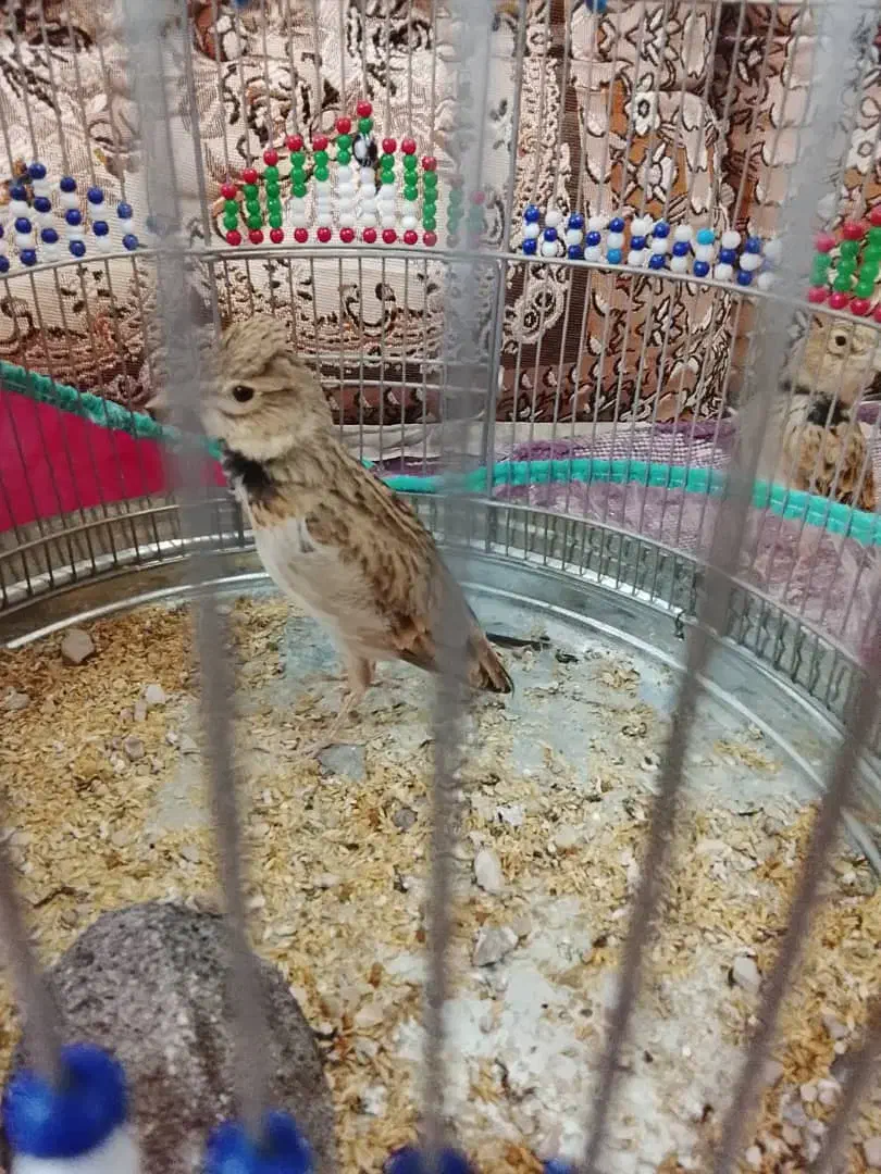 چگاوکو|پرنده|خورموج, |دیوار