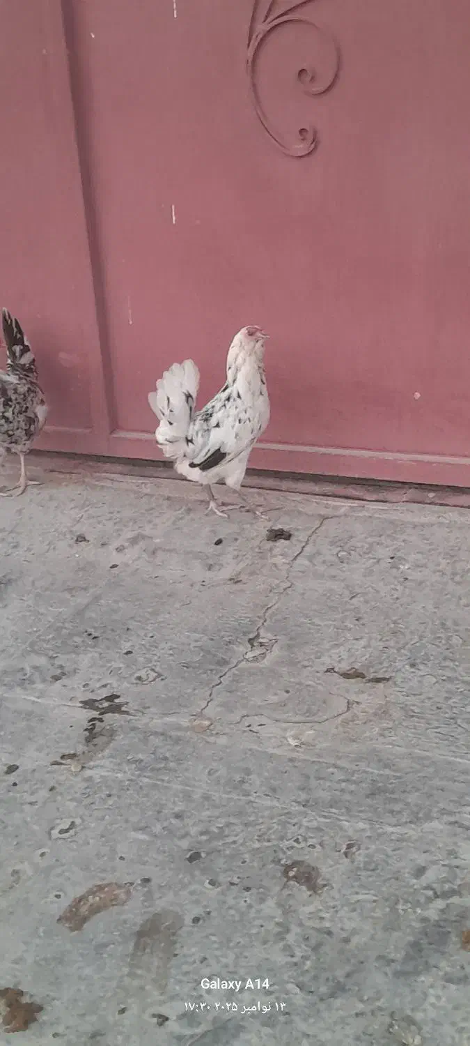 مرغ گلین|حیوانات مزرعه|سرپل ذهاب, |دیوار