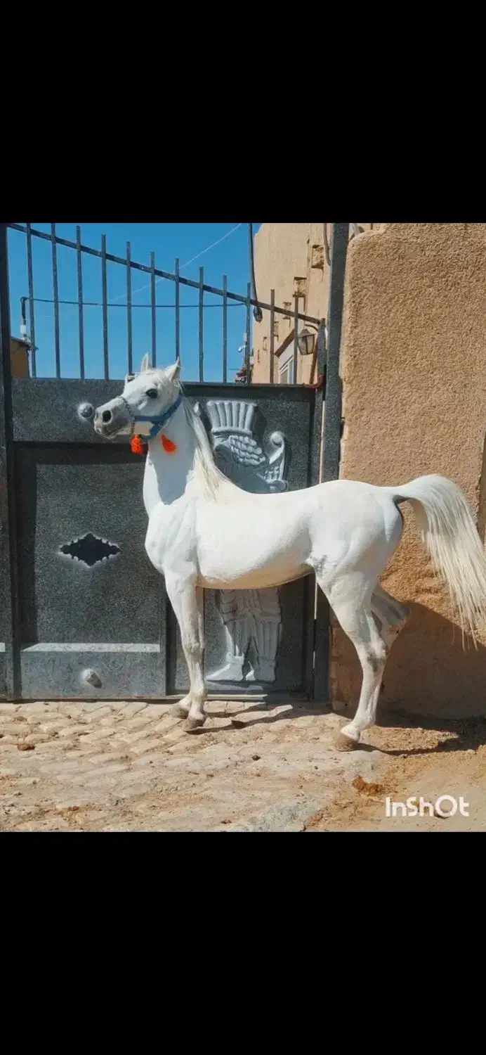 اسب عرب|اسب و تجهیزات اسب‌سواری|ابریشم, |دیوار