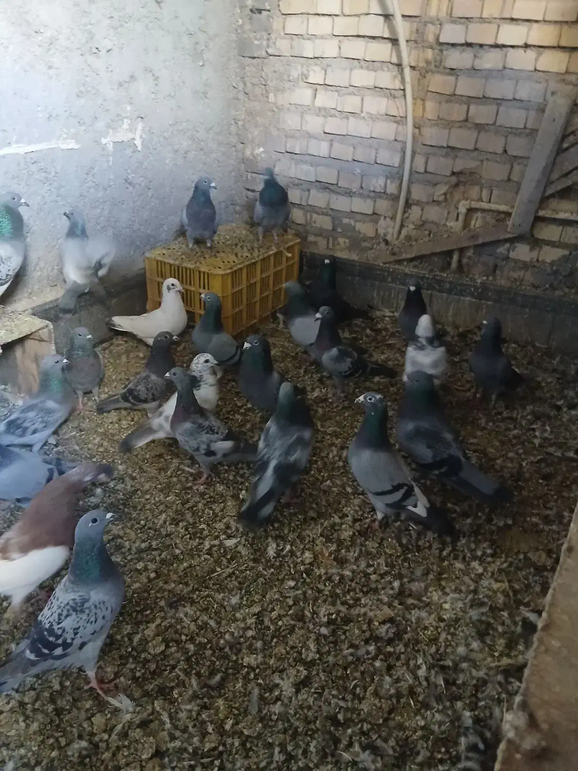 کبوتر پلاکی|پرنده|خرمشهر, |دیوار