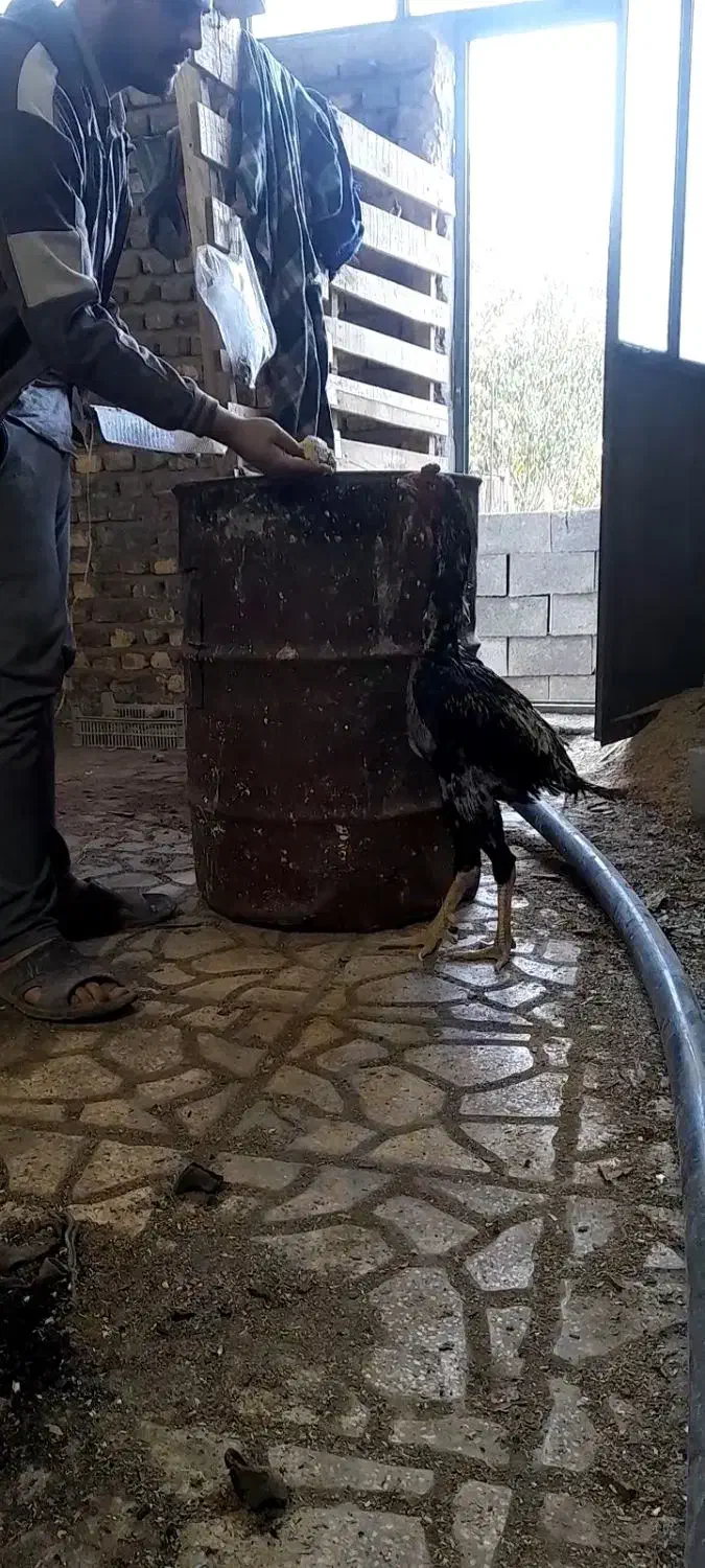 خروس لاری ۵.۵ دونگ|حیوانات مزرعه|مشکیندشت, |دیوار