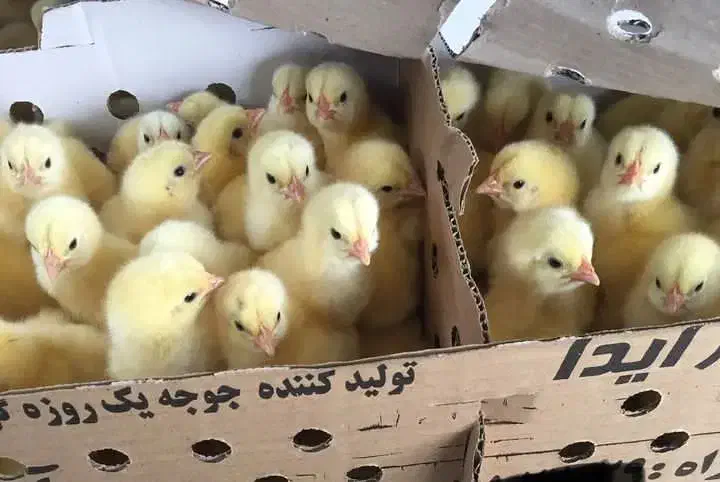 گوشتی راس|حیوانات مزرعه|اهواز, کوروش|دیوار