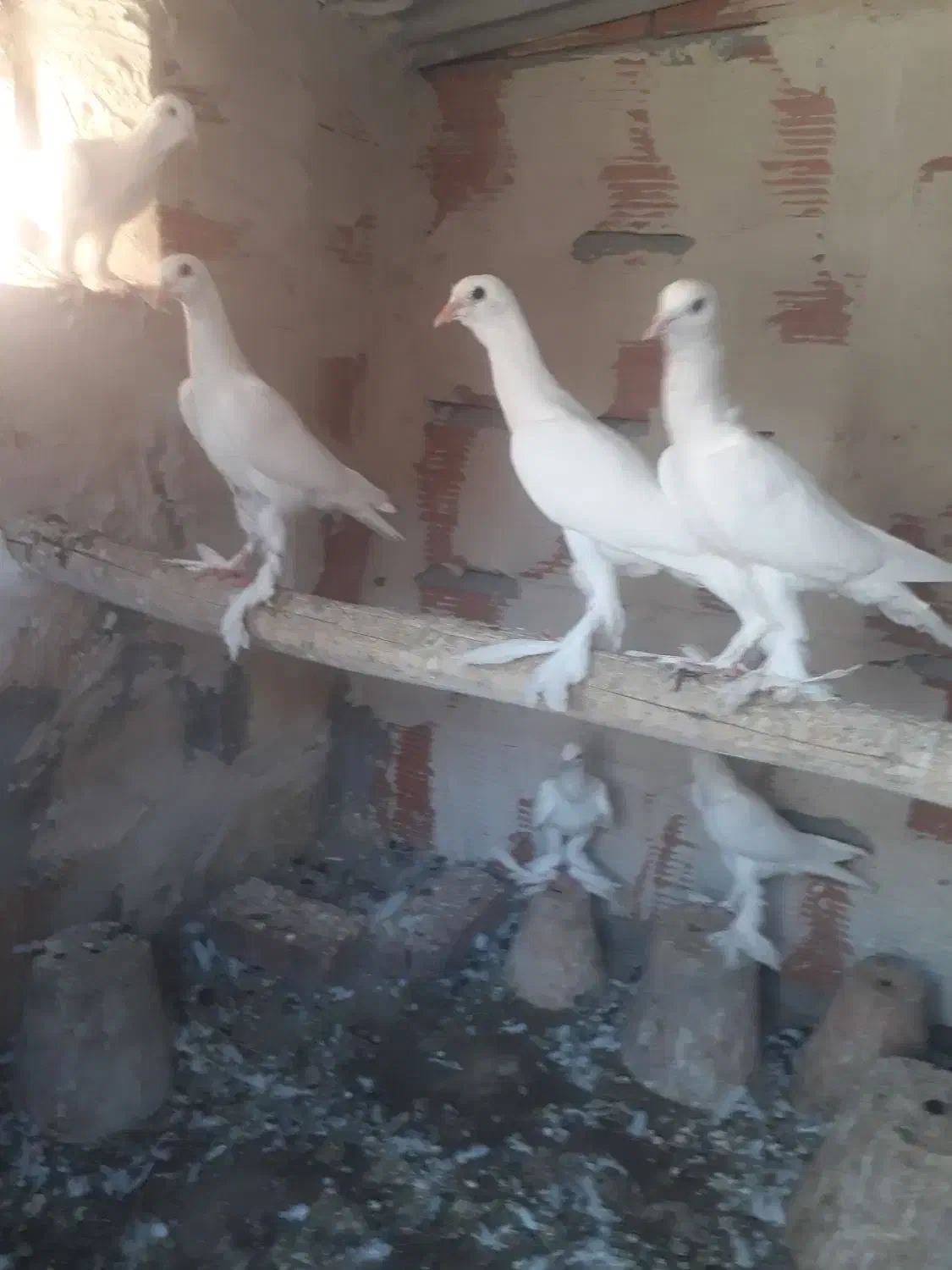 اوجا پاچا لوتی کبوتر|پرنده|تبریز, |دیوار