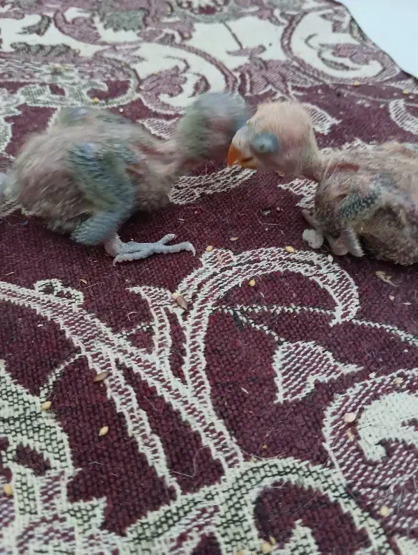 کوتوله|پرنده|یزد, |دیوار