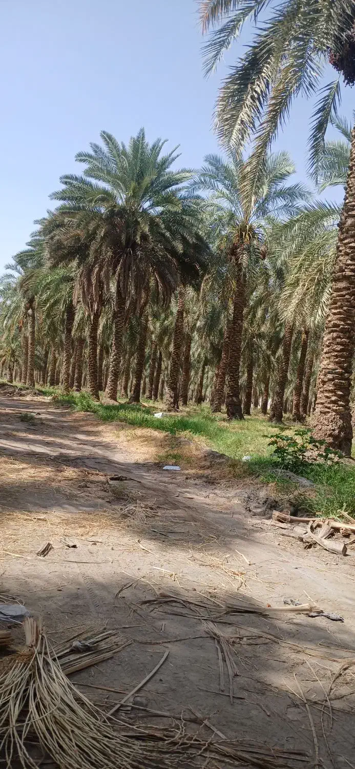 مغ گراس هستم انواع مغ قیمت توافقی|خدمات باغبانی و درختکاری|عنبرآباد, |دیوار