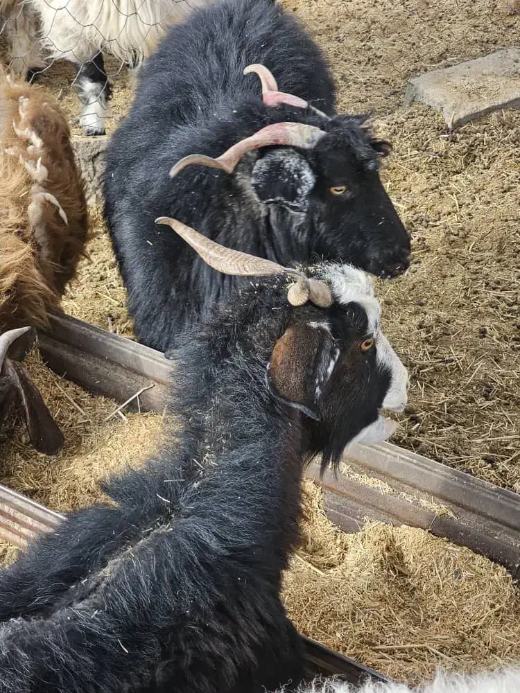 ۳ عدد بز آبستن دونه ۸ تومان|حیوانات مزرعه|نیمروز, |دیوار