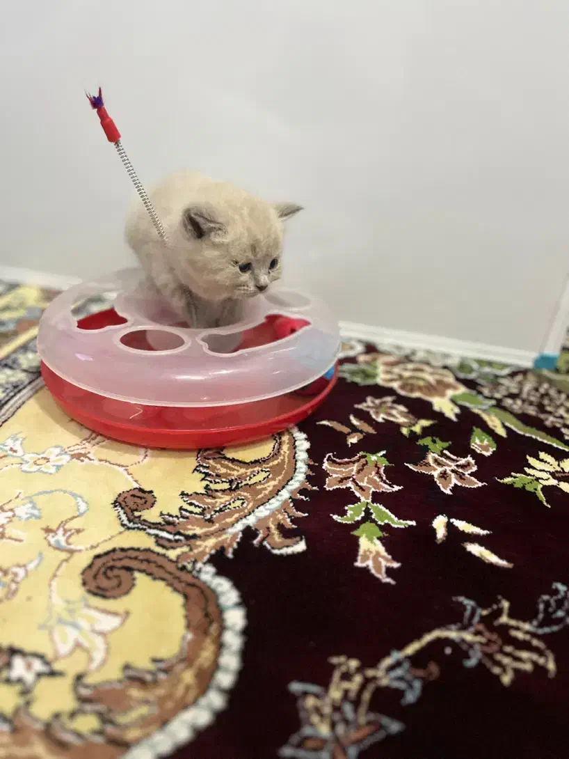 واگذاری نژاد دو رگه پرشین|گربه|مشهد, کوثر|دیوار