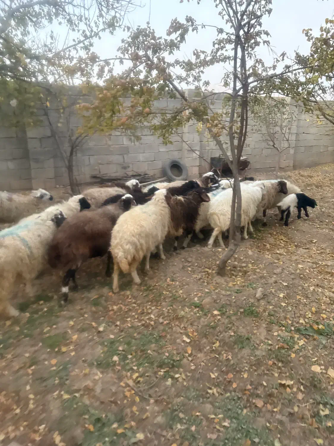 حیوانات ماهان|حیوانات مزرعه|ماهان, |دیوار