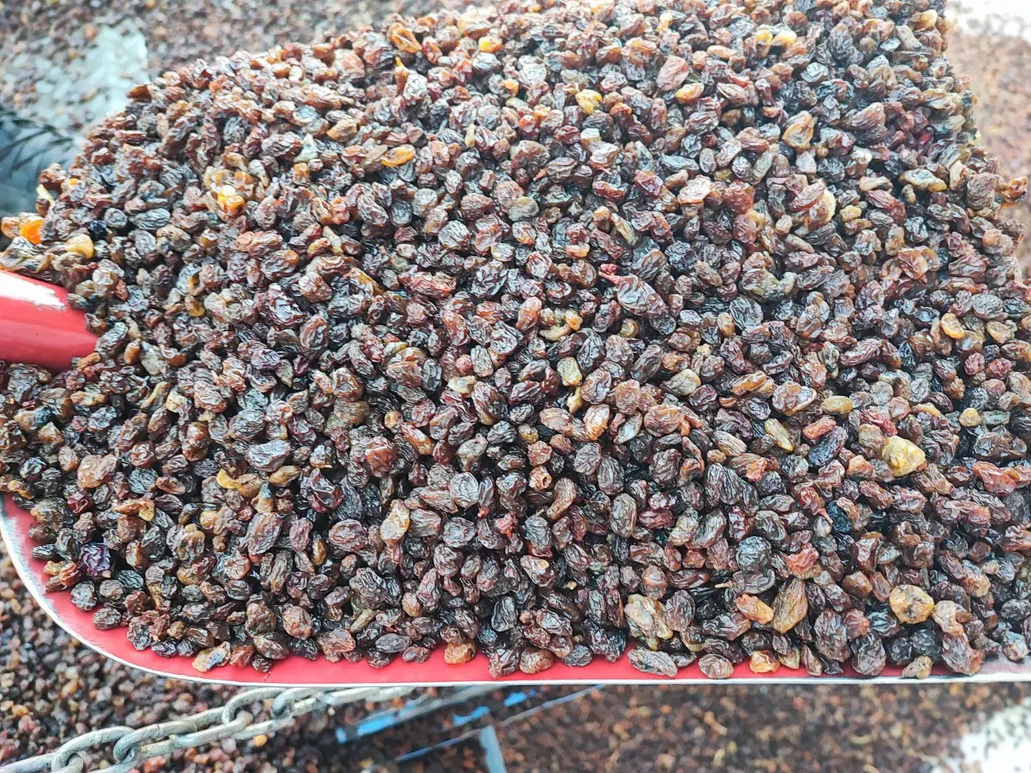 پخش کشمش ملکان|خوردنی و آشامیدنی|تبریز, |دیوار