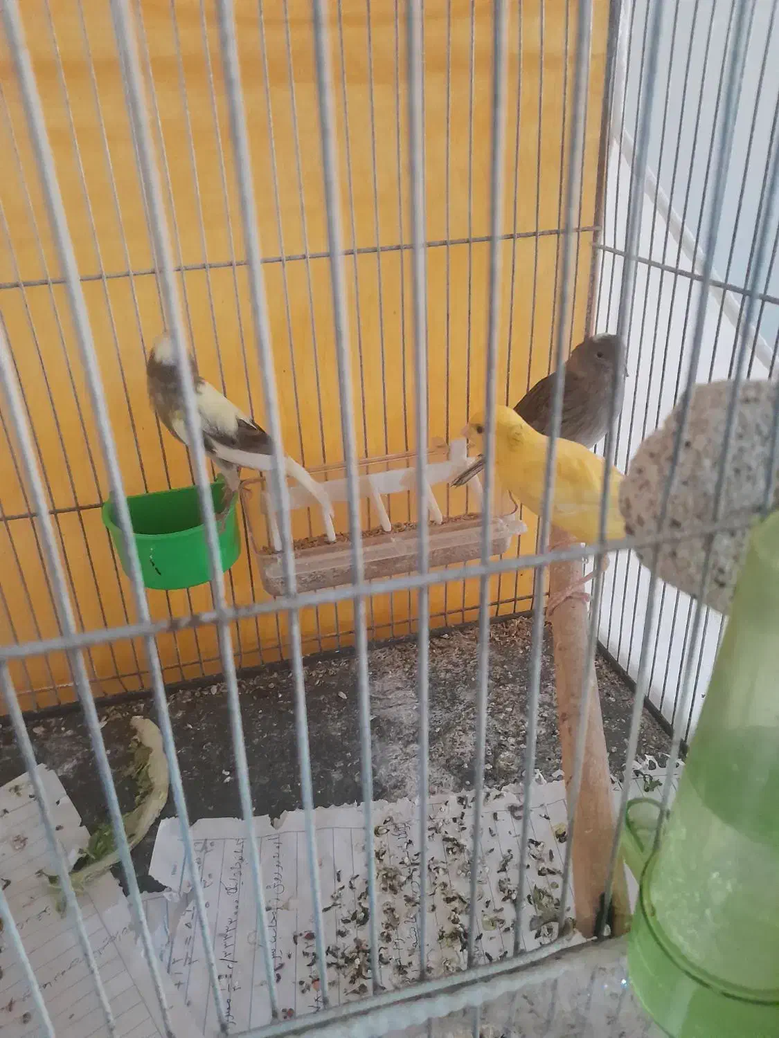 تعدادی قناری|پرنده|شیروان (خراسان), |دیوار