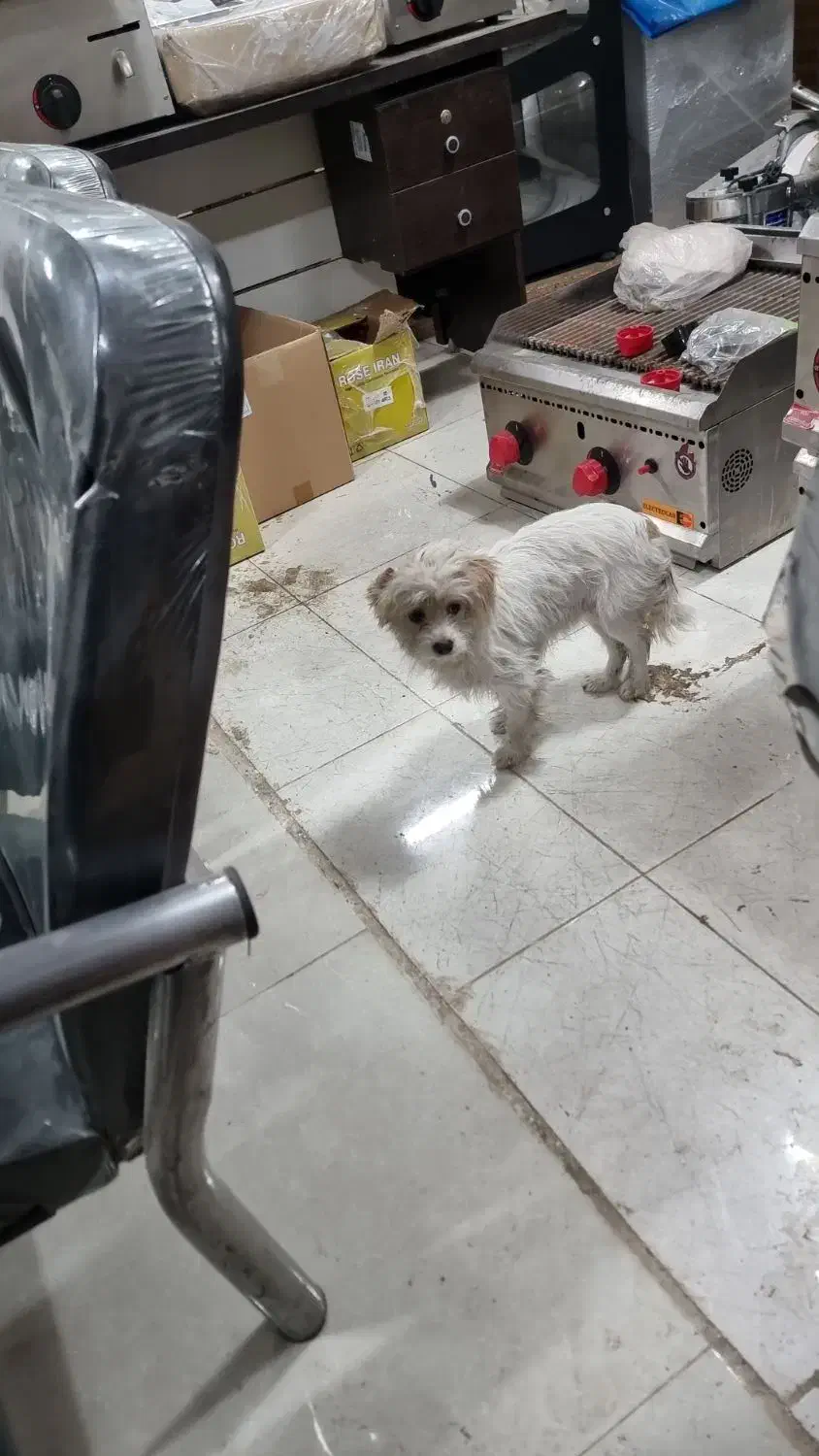 واگذاری سگ پا کوتا با توله ماده|سگ|ماهدشت, |دیوار