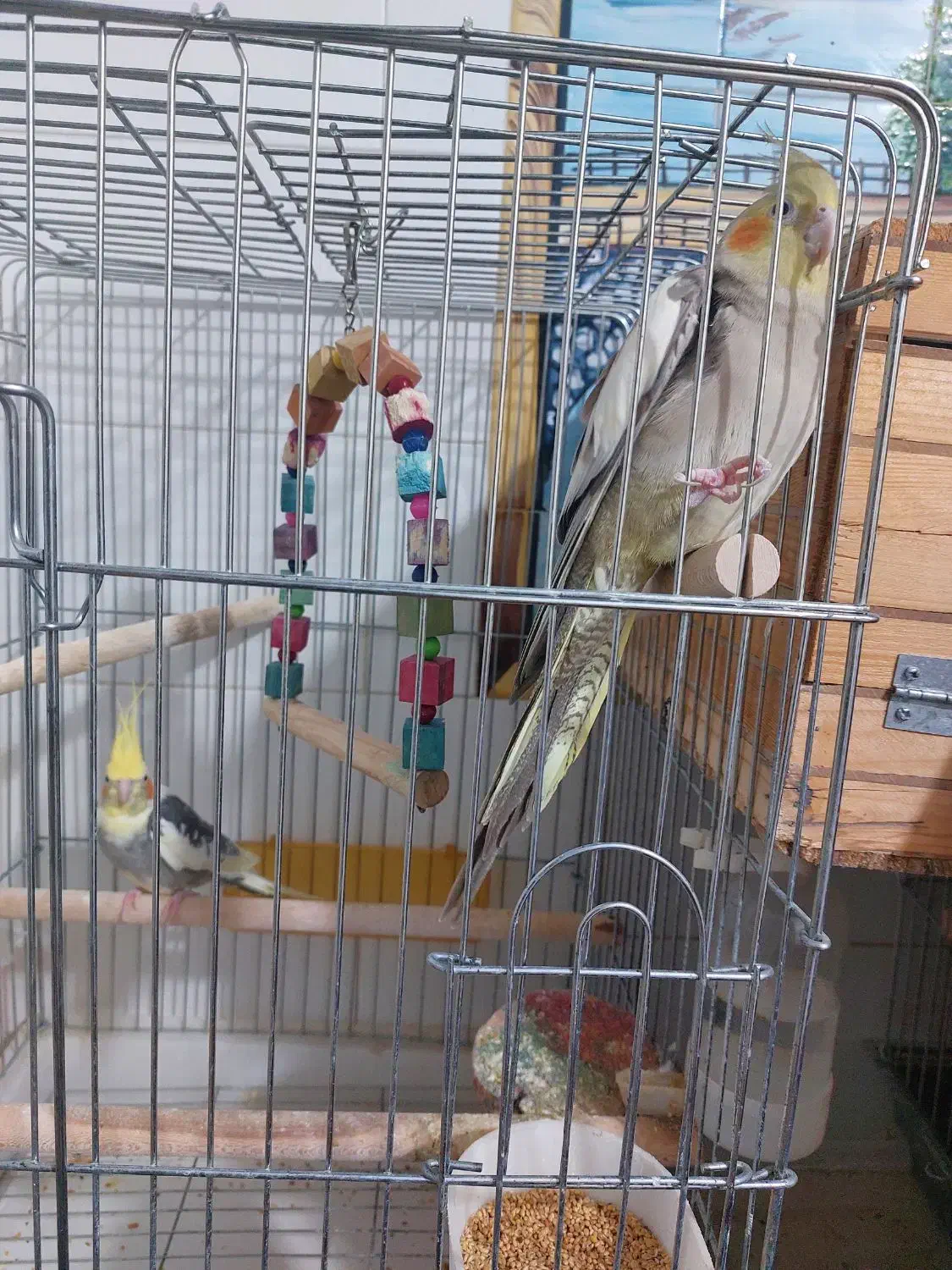 عروس هلندی|پرنده|برازجان, |دیوار