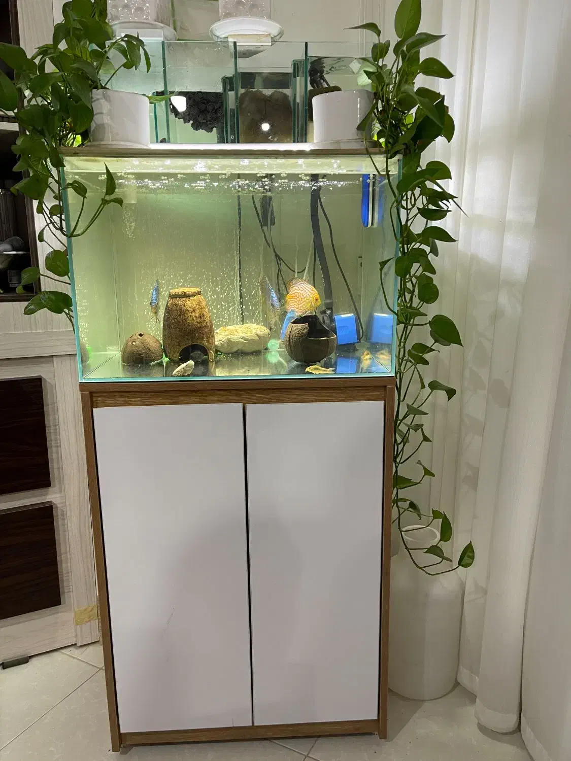 اکواریوم|ماهی|اسفراین, |دیوار