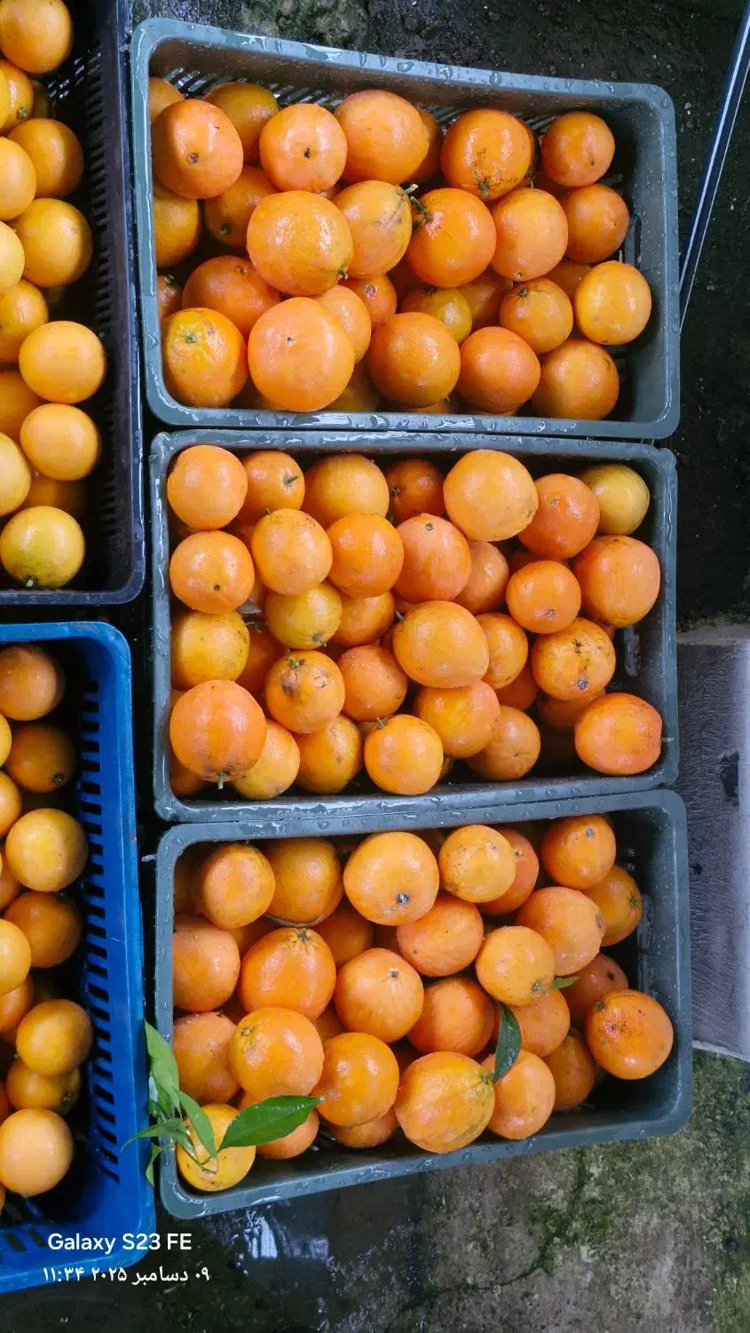 پرتغال محلی تامسون و خونی|عمده‌فروشی|تالش, جوکندان|دیوار