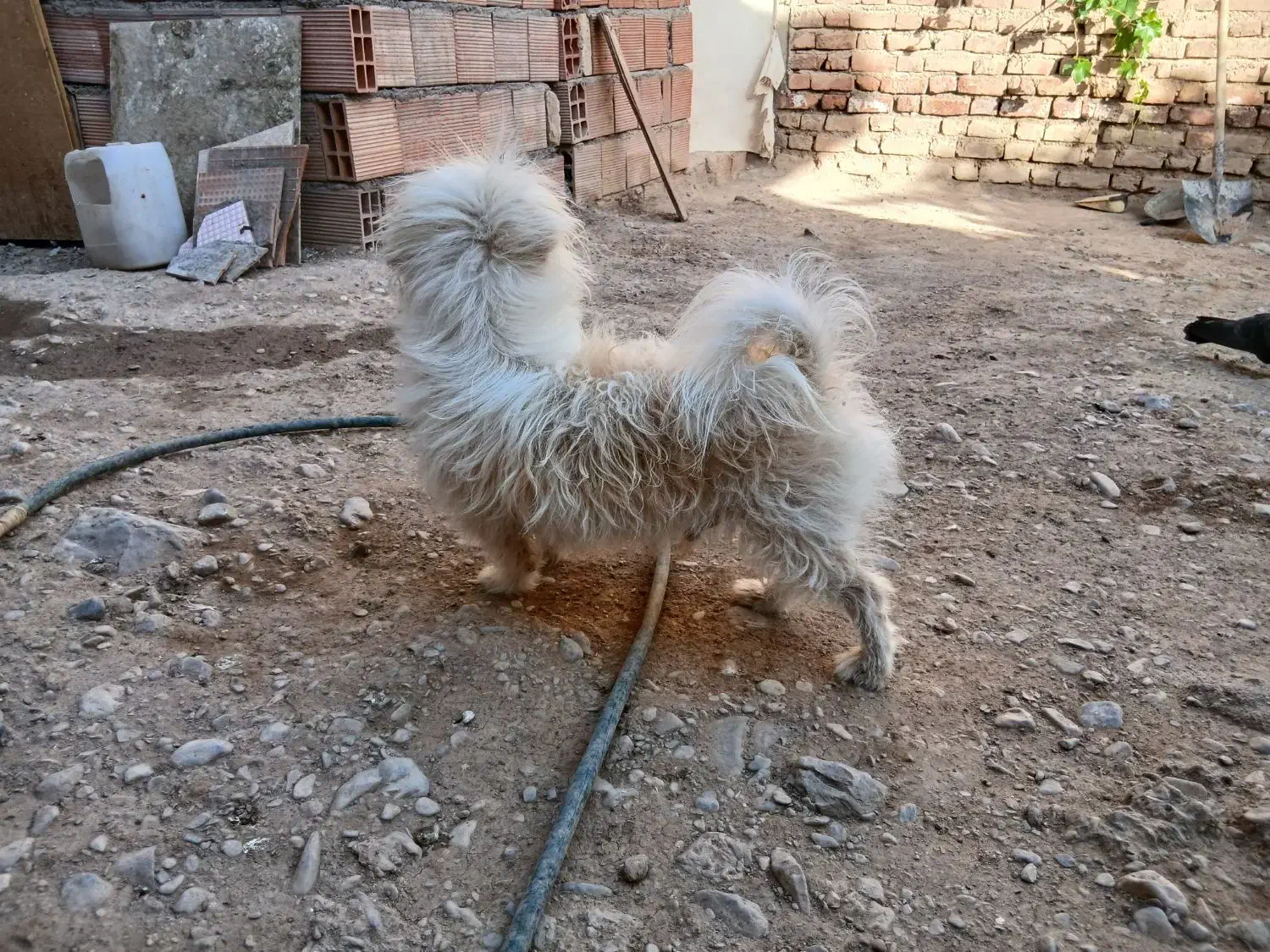 گمشده سگ|حیوانات|بم, |دیوار