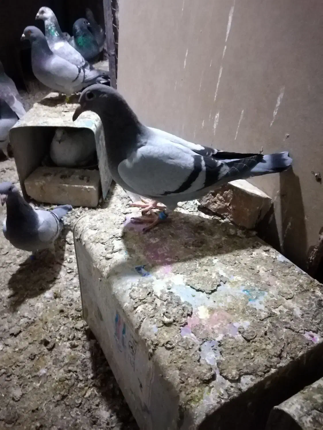 جوجه مسافتی|پرنده|نیشابور, فردوس شمالی|دیوار