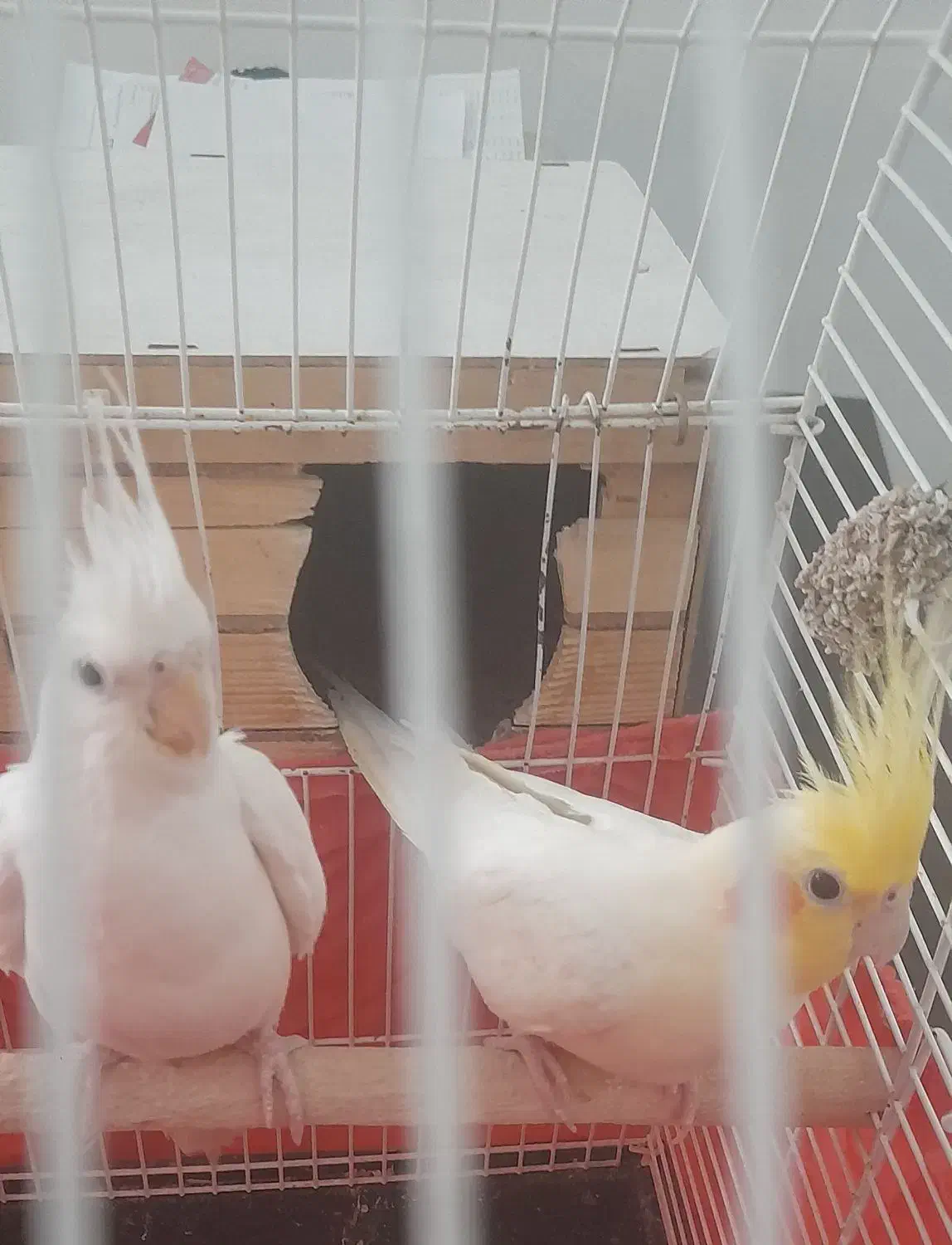 عروس جفت|پرنده|تهران, فلسطین (میدان انقلاب)|دیوار