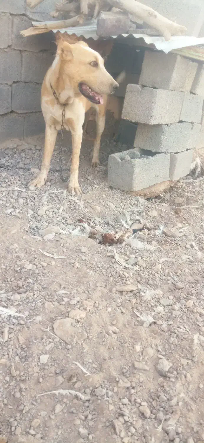 کچ دل خراسانی|سگ|کاخک, |دیوار